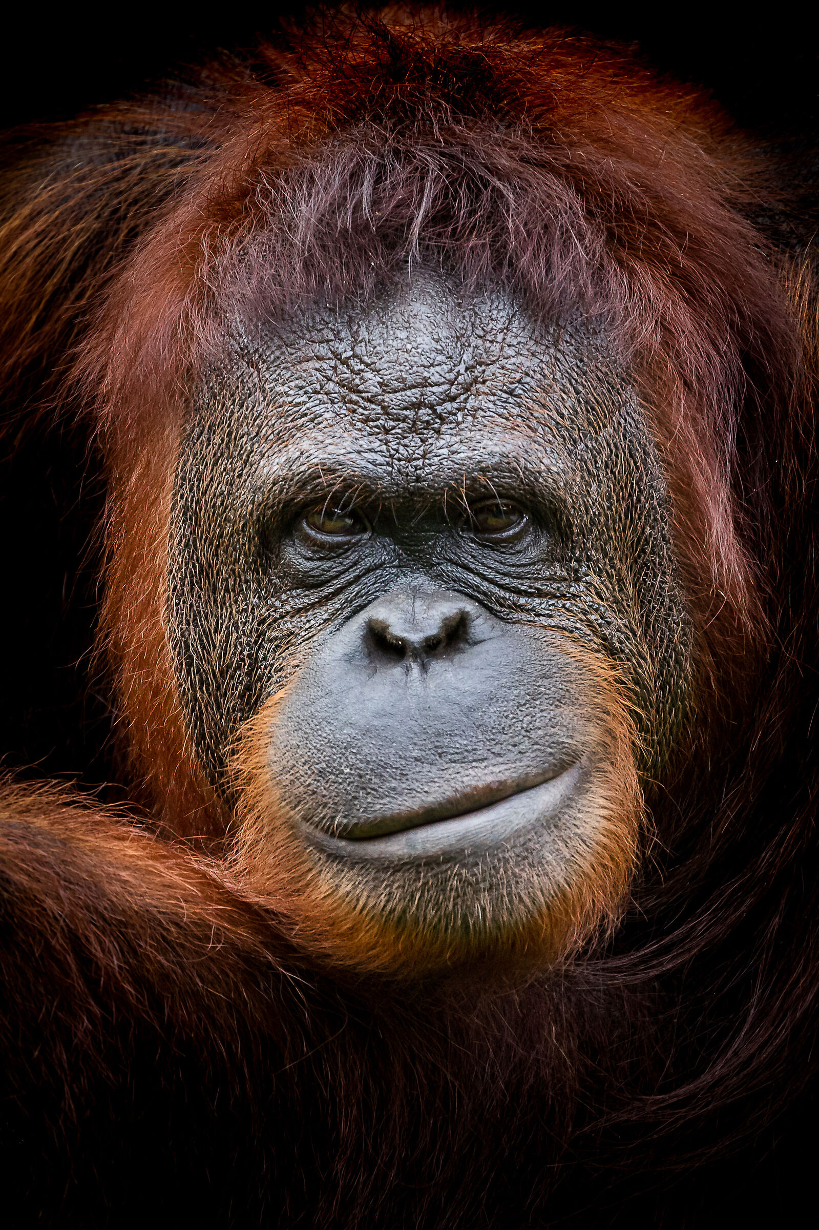 Orango del Borneo - Pongo Pygmaeus