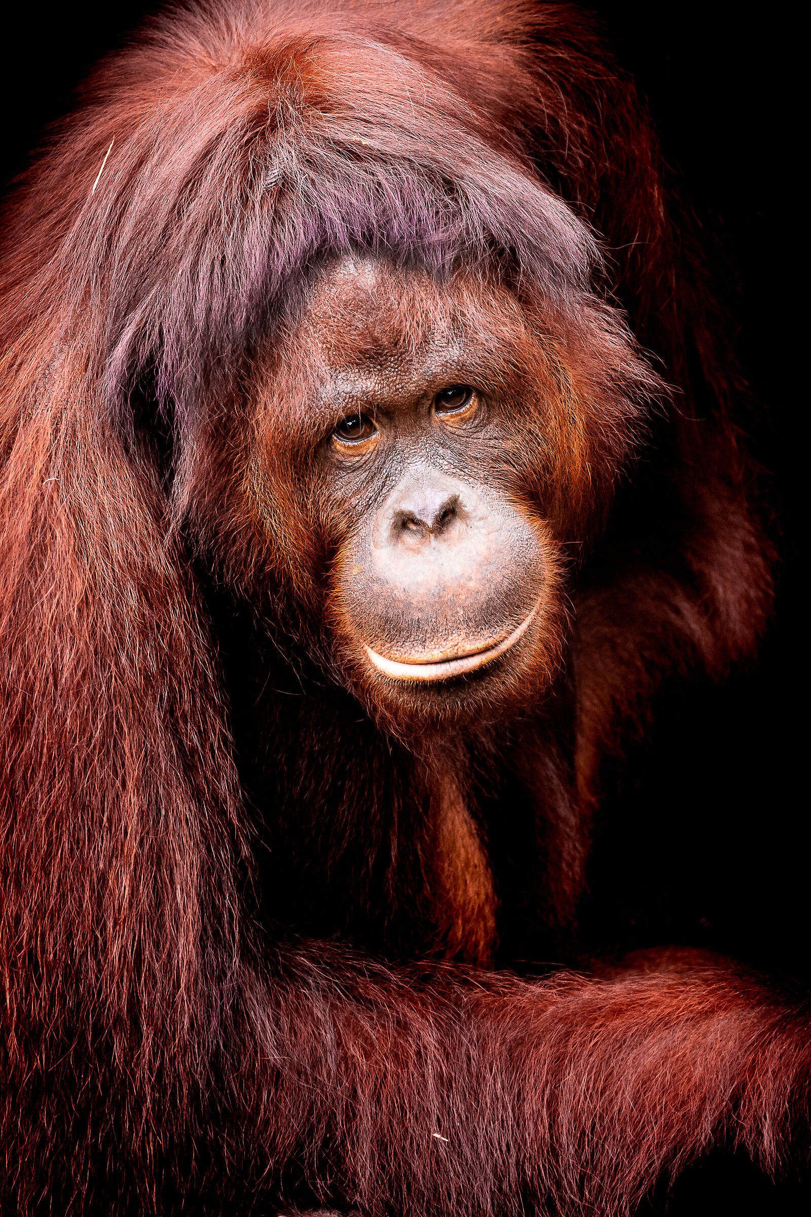 Orango del Borneo - Pongo Pygmaeus