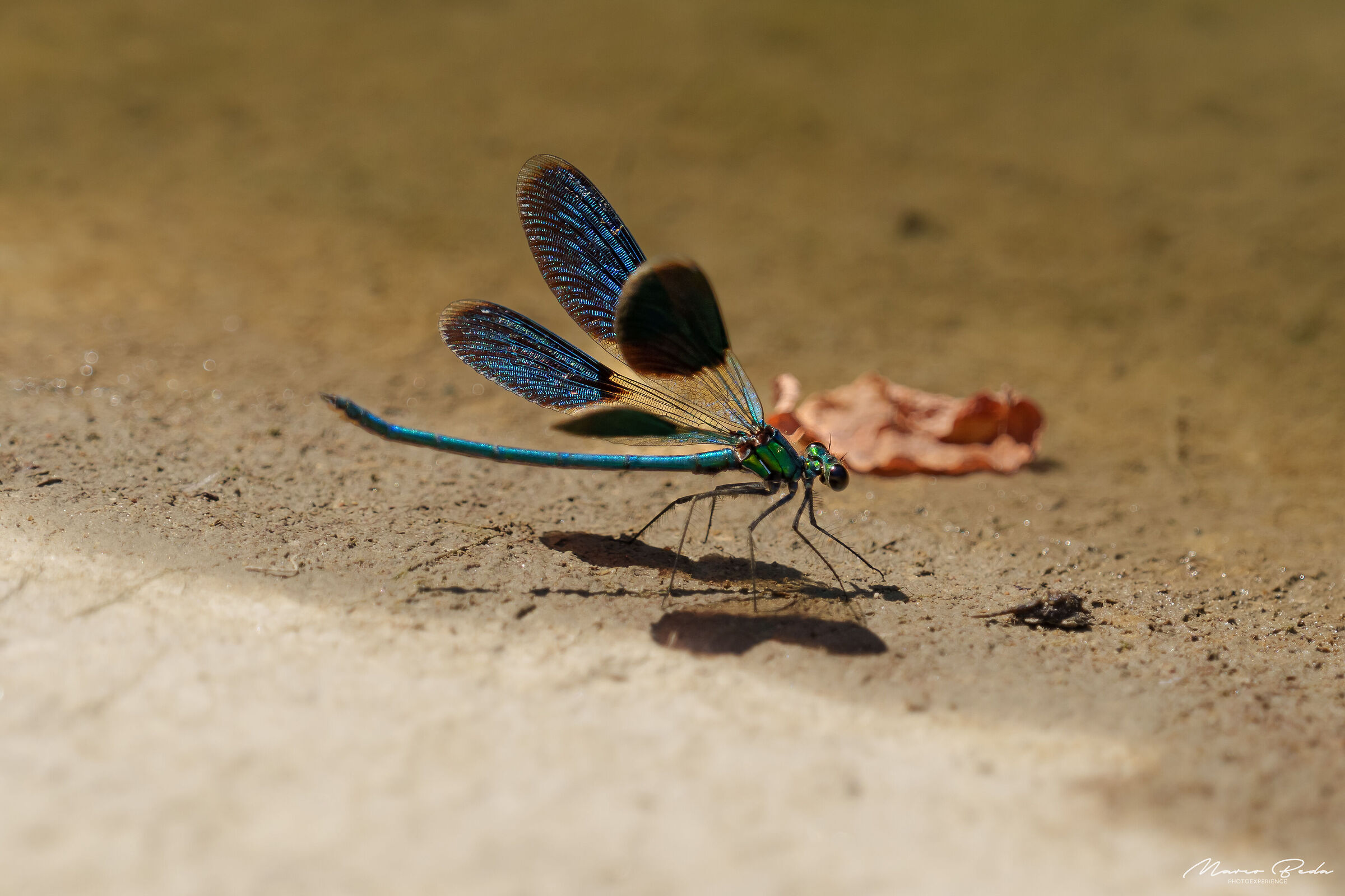 libellula