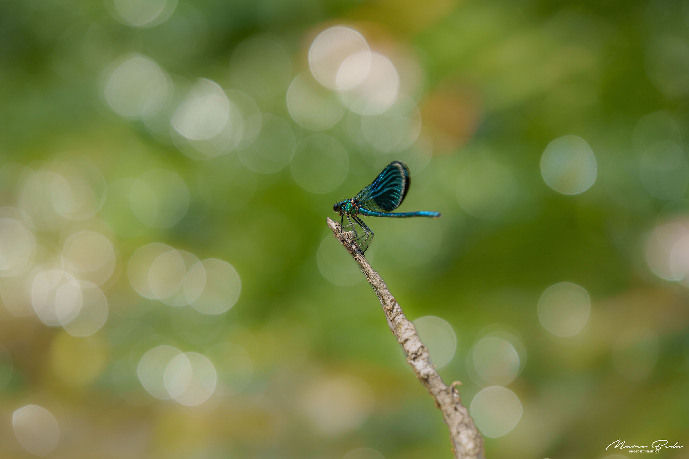 libellula