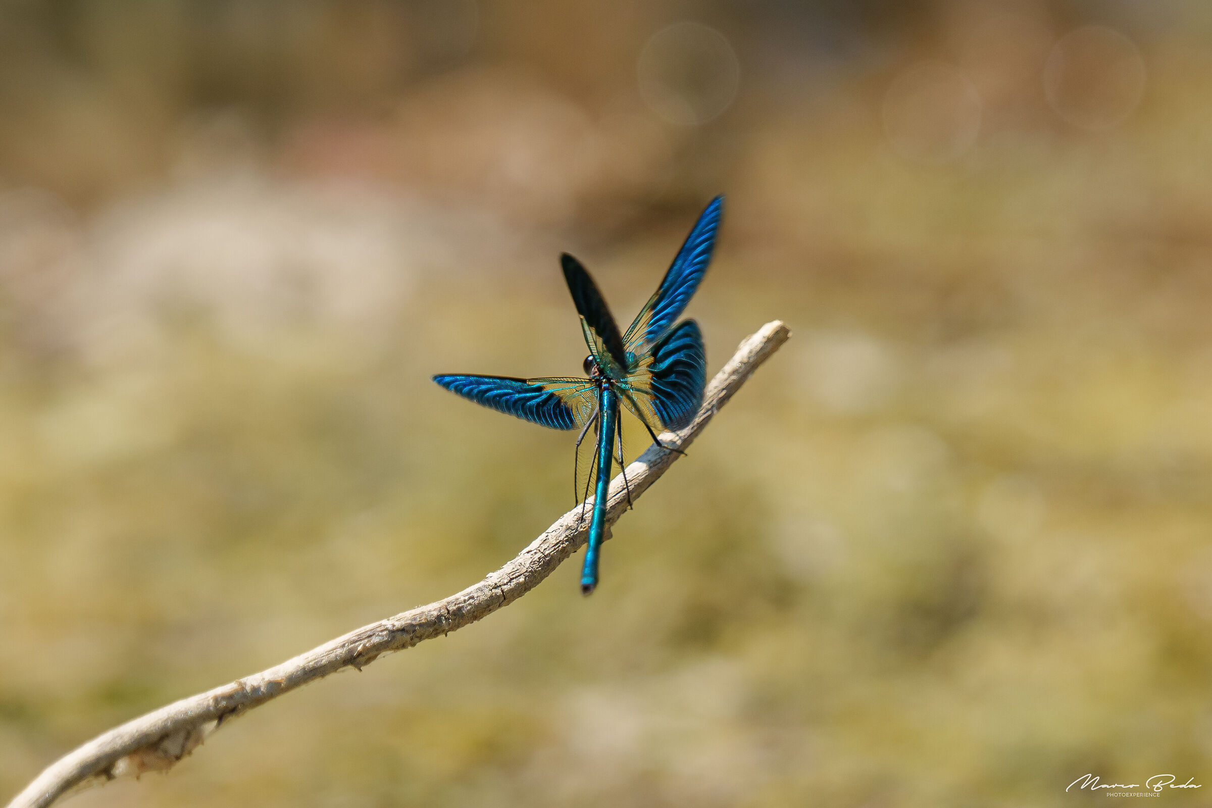 libellula