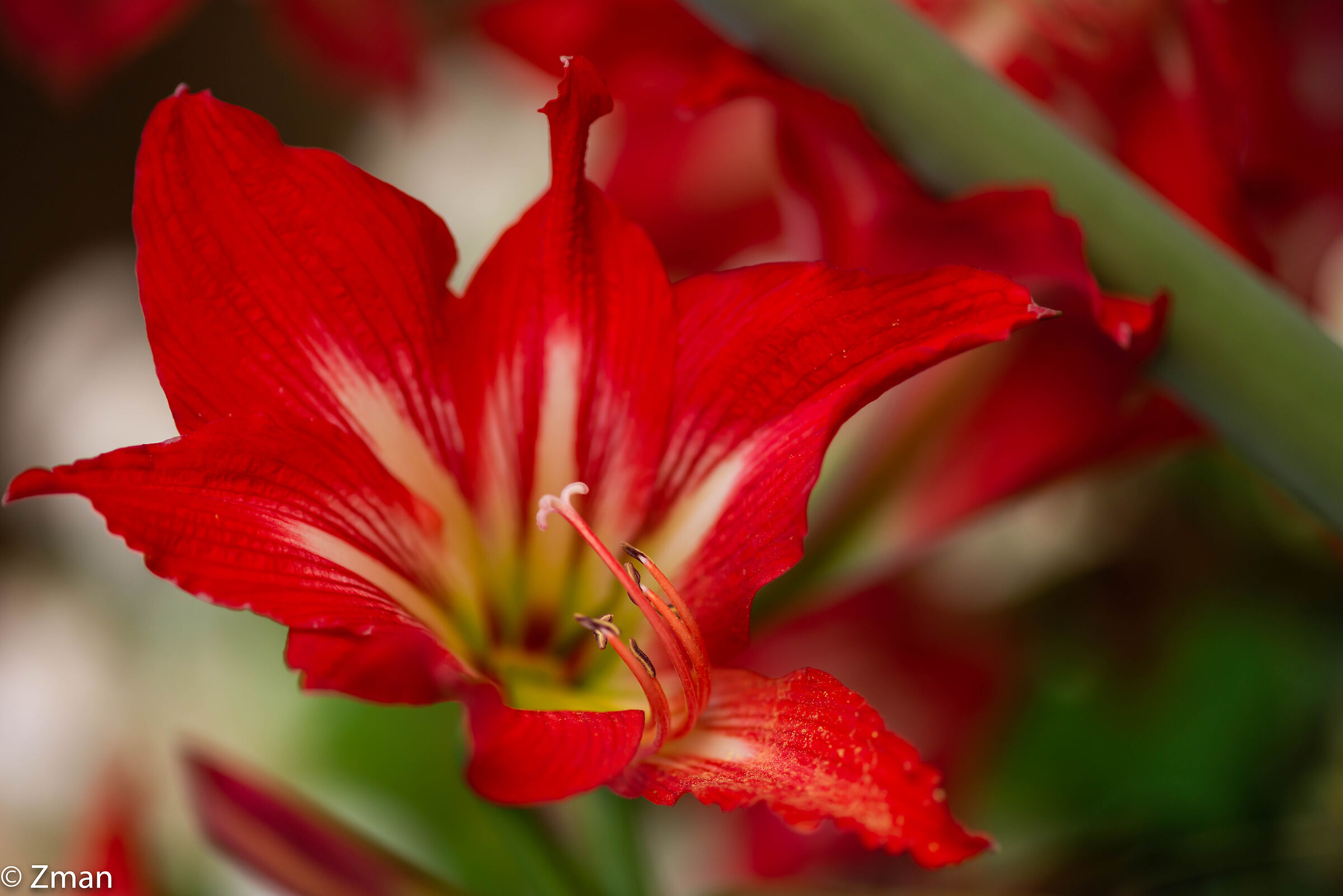 Lilies