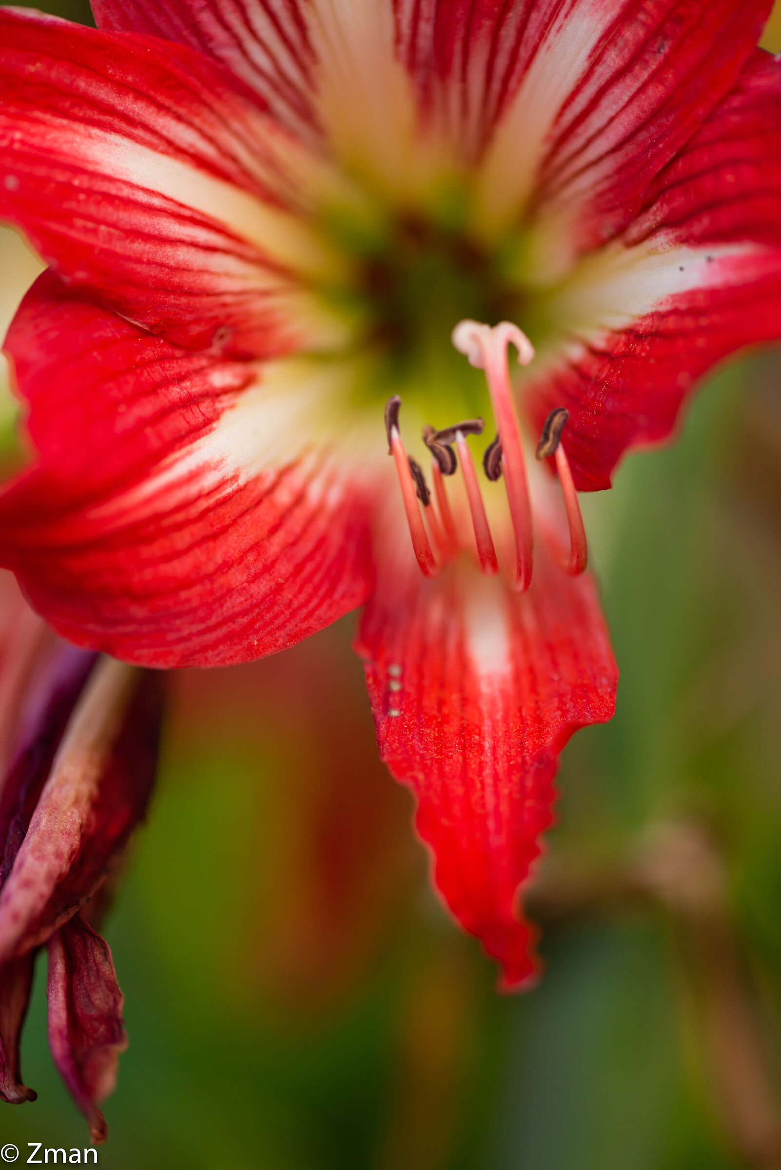 Lilies