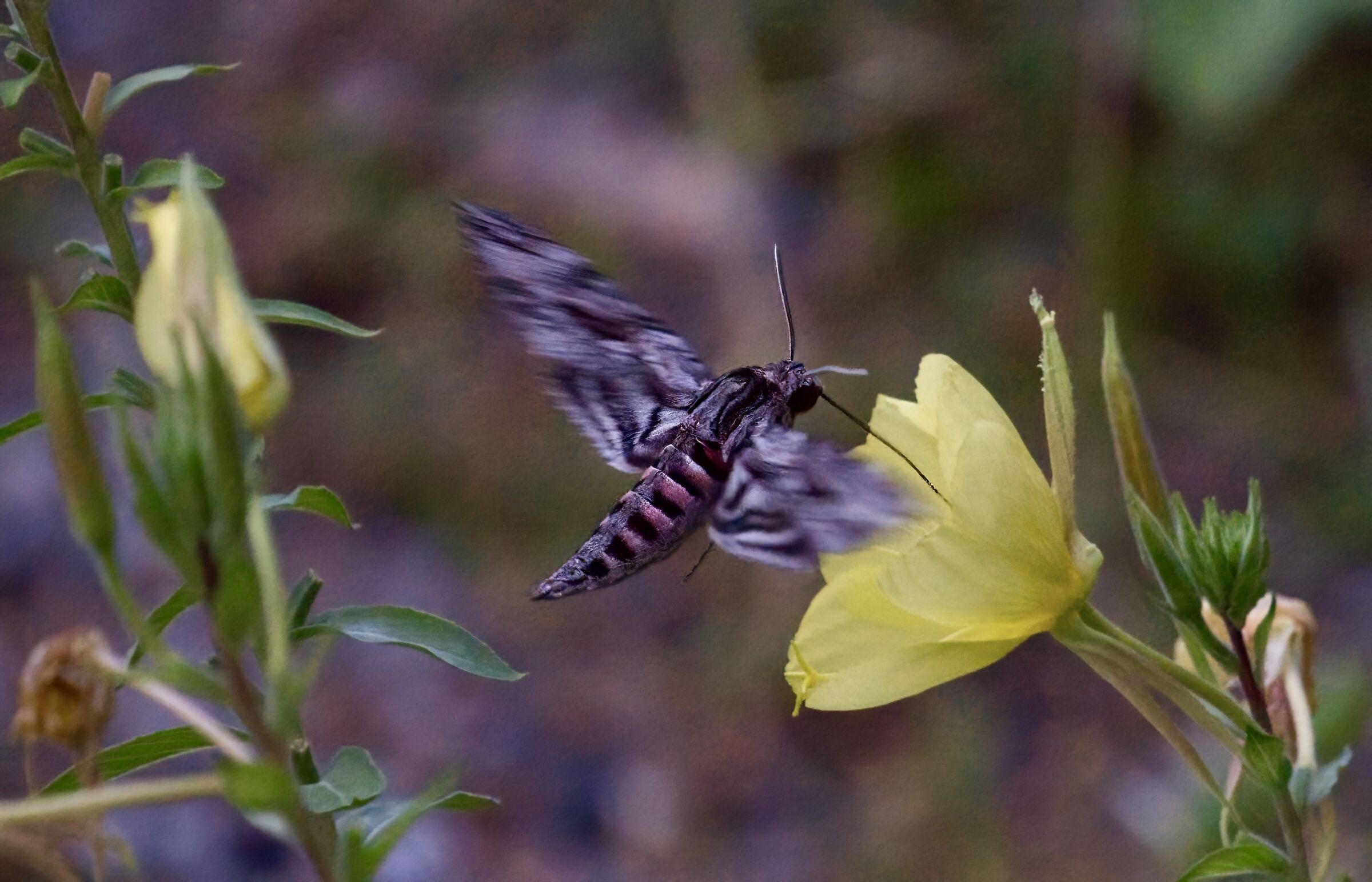 La sfinge del convolvolo