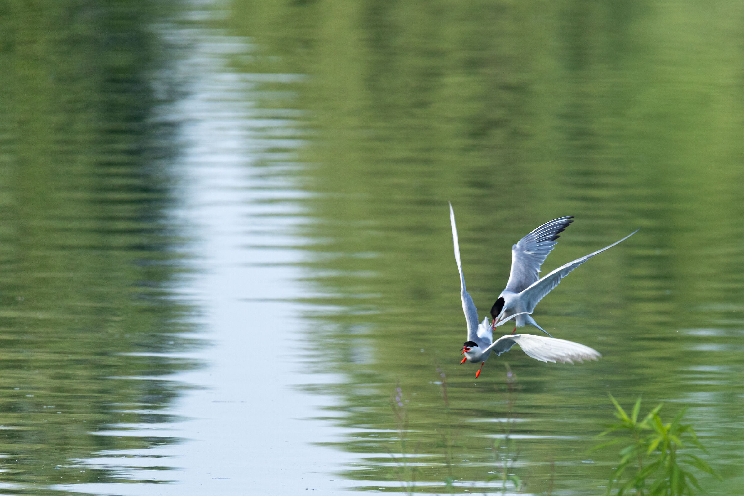 Quarrel between neighbors