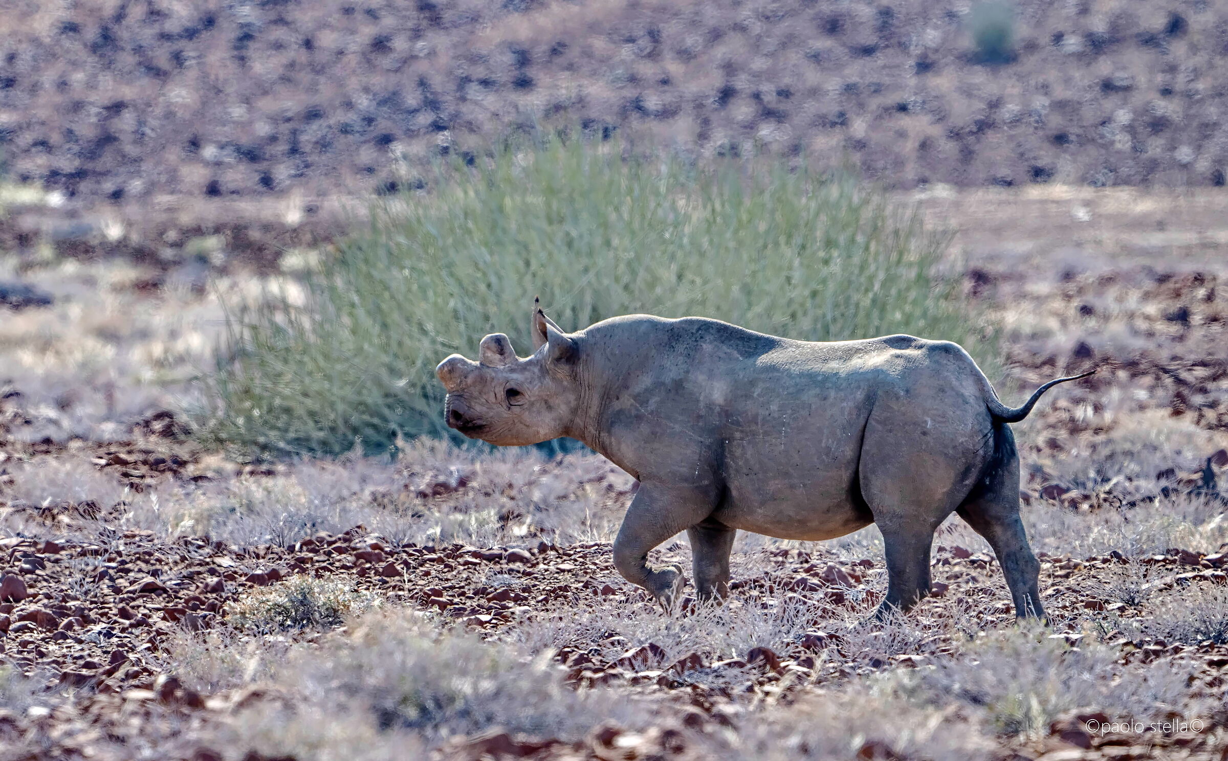 the desert rhino
