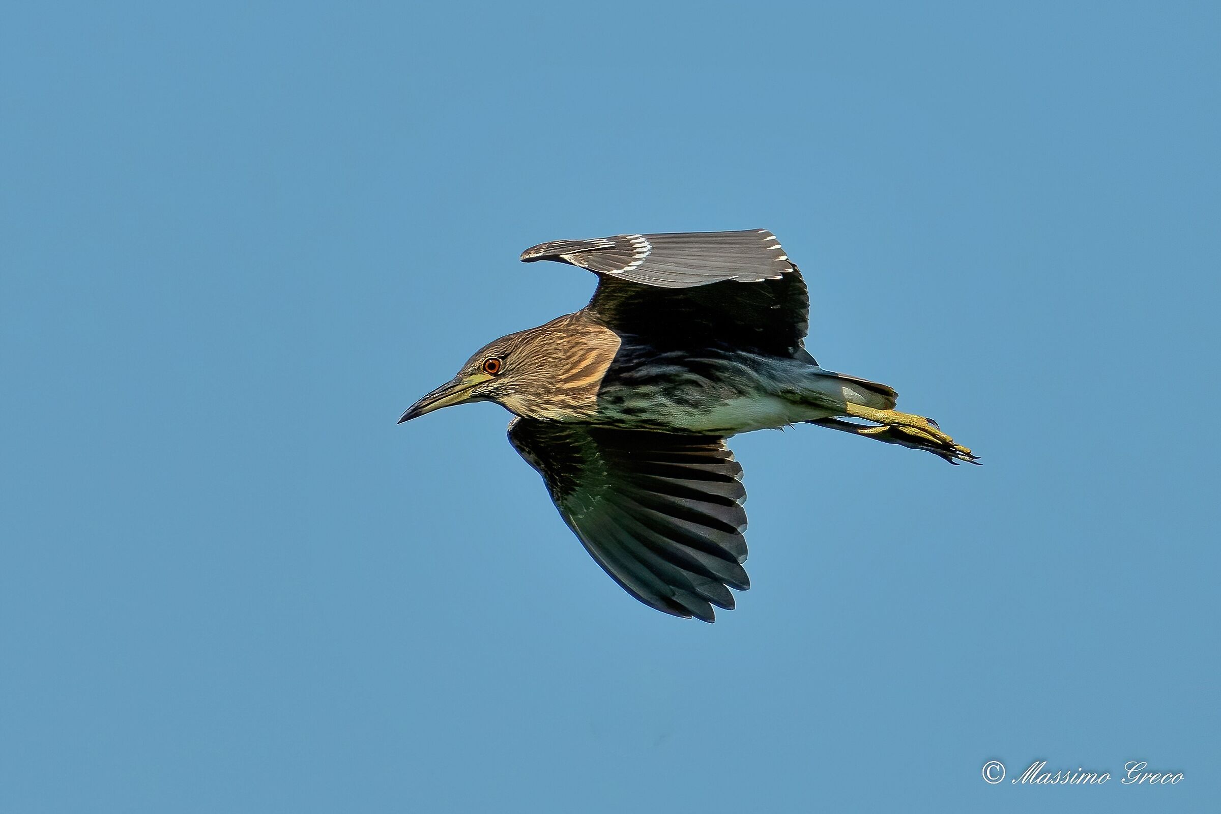 Nitticora (Nycticorax nycticorax ) juv