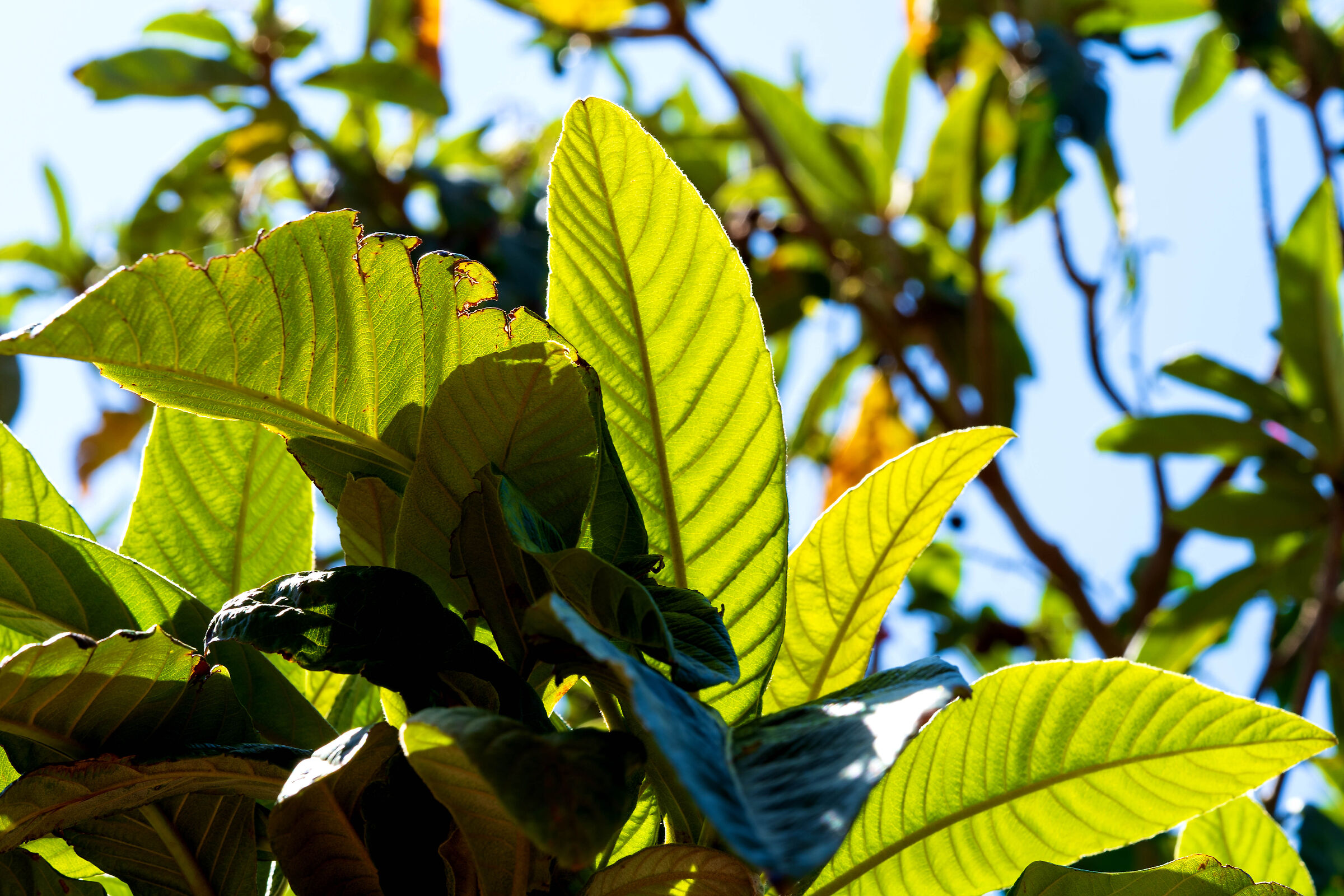 Passeggiando nel verde