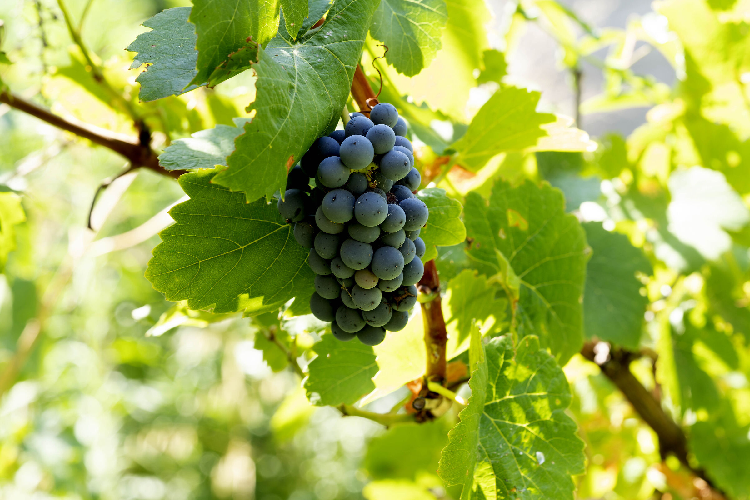 Passeggiando nel verde