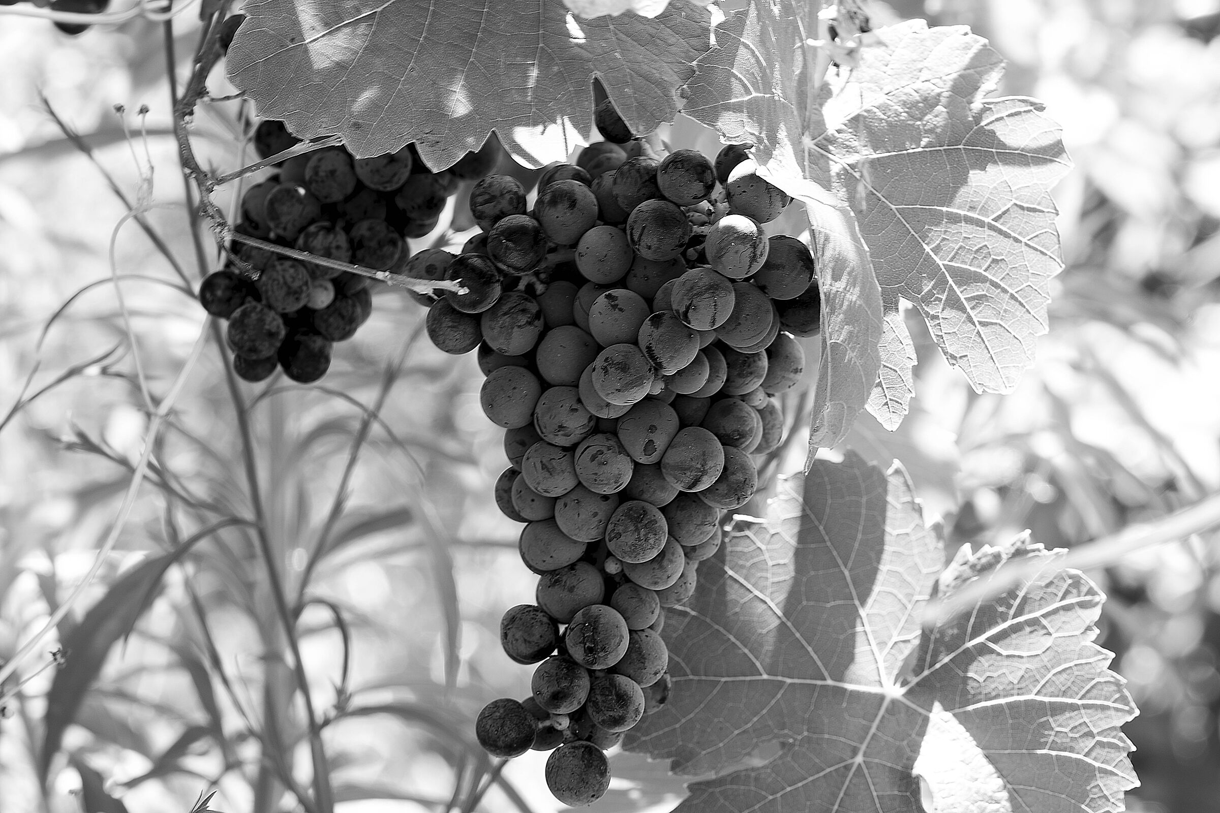 Passeggiando nel... b&w