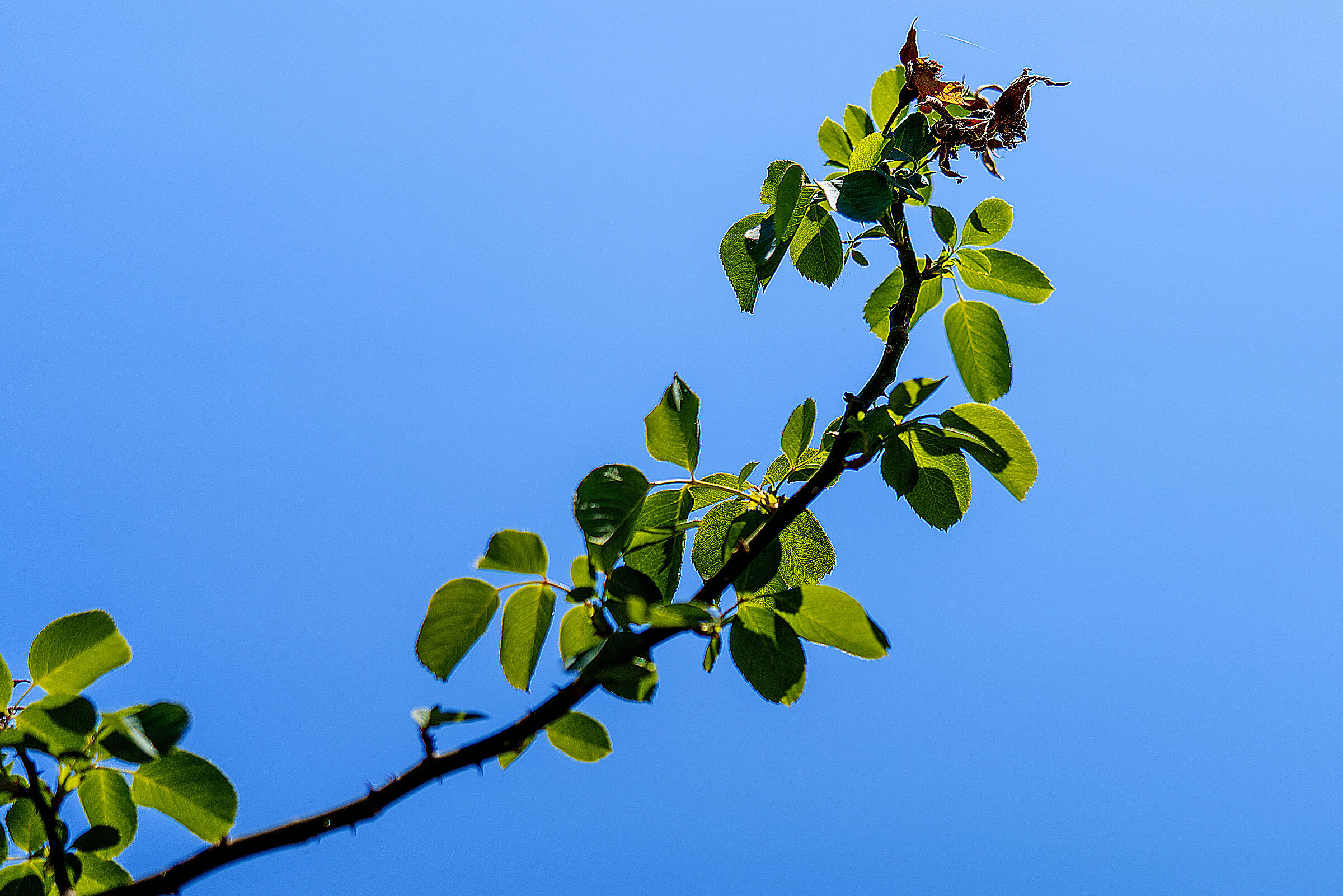 Passeggiando nel verde