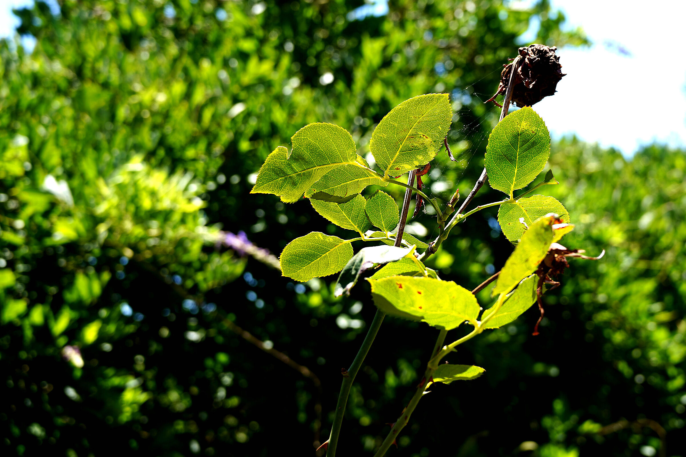 Passeggiando nel verde