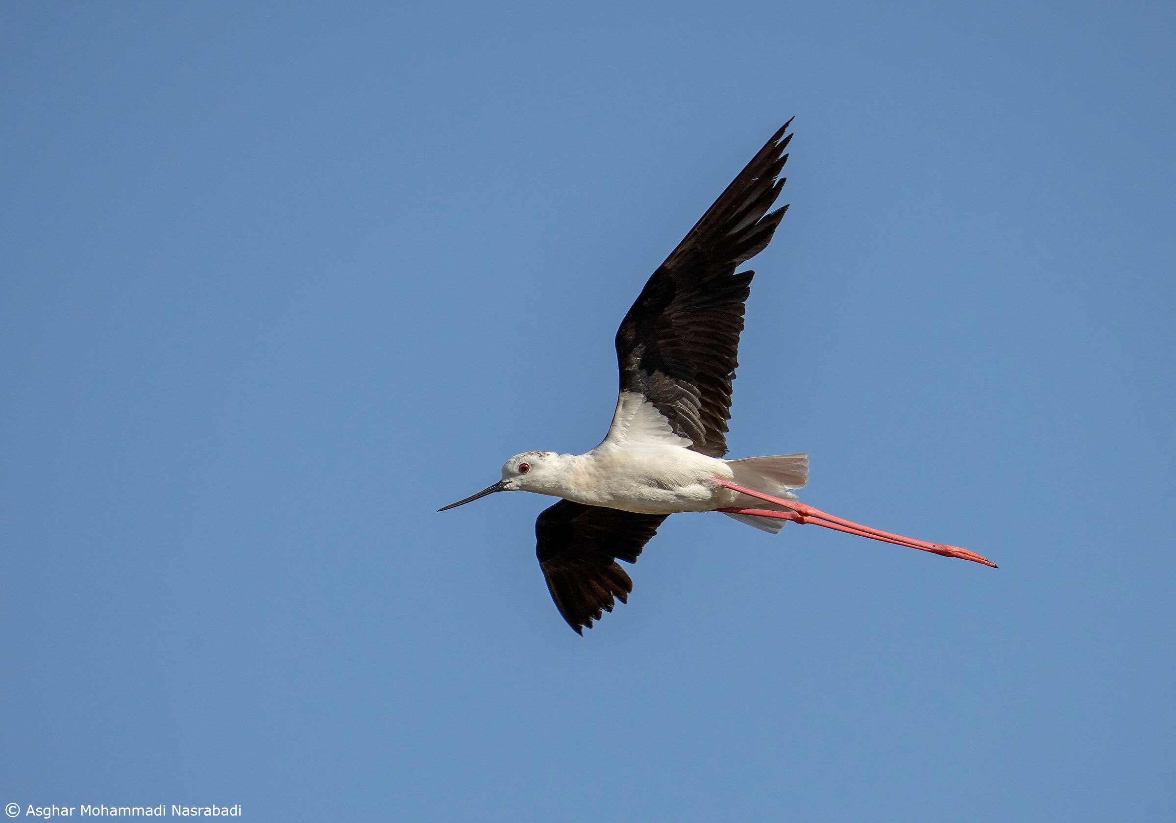 Black-winged Stilt