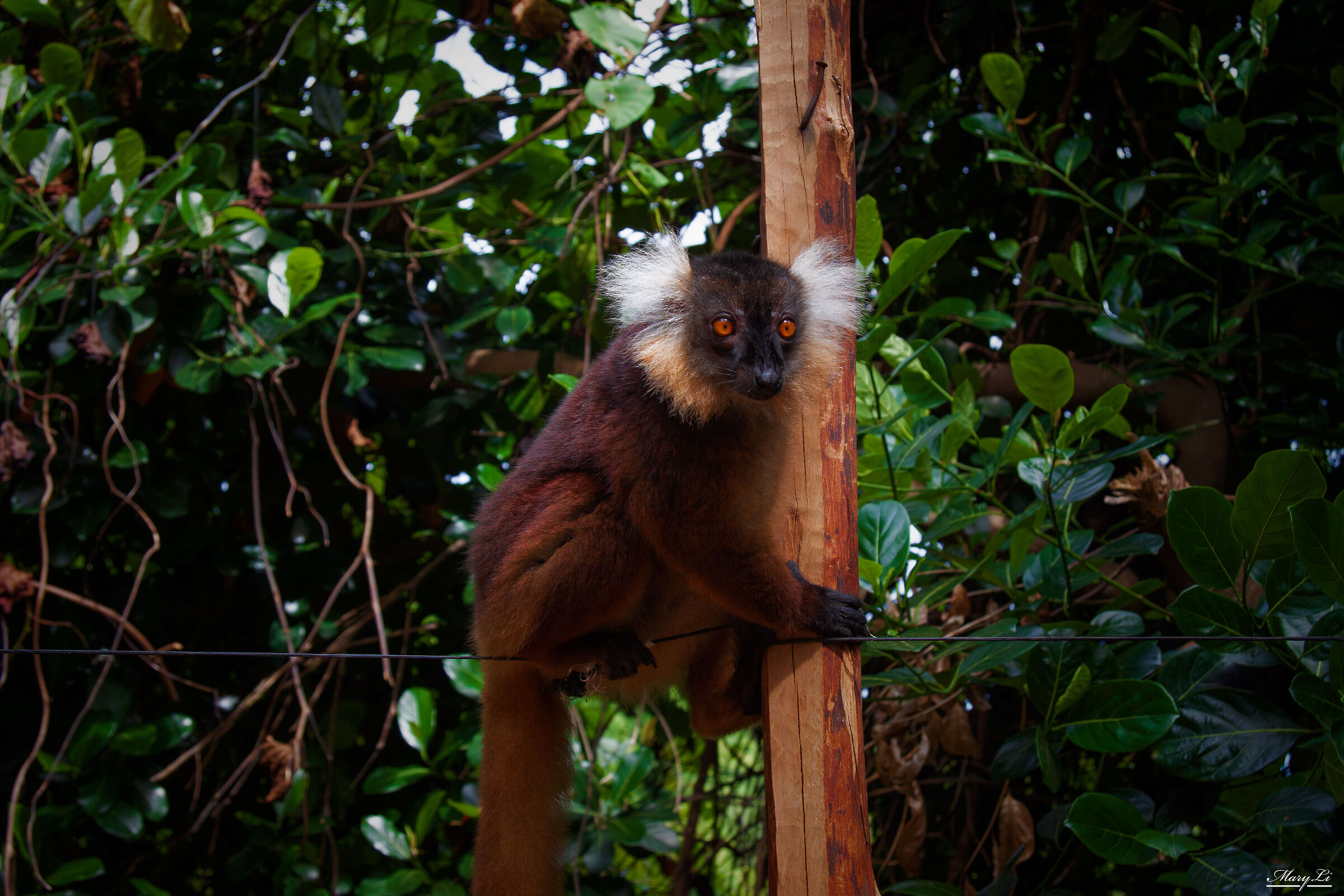 Maki Macaque