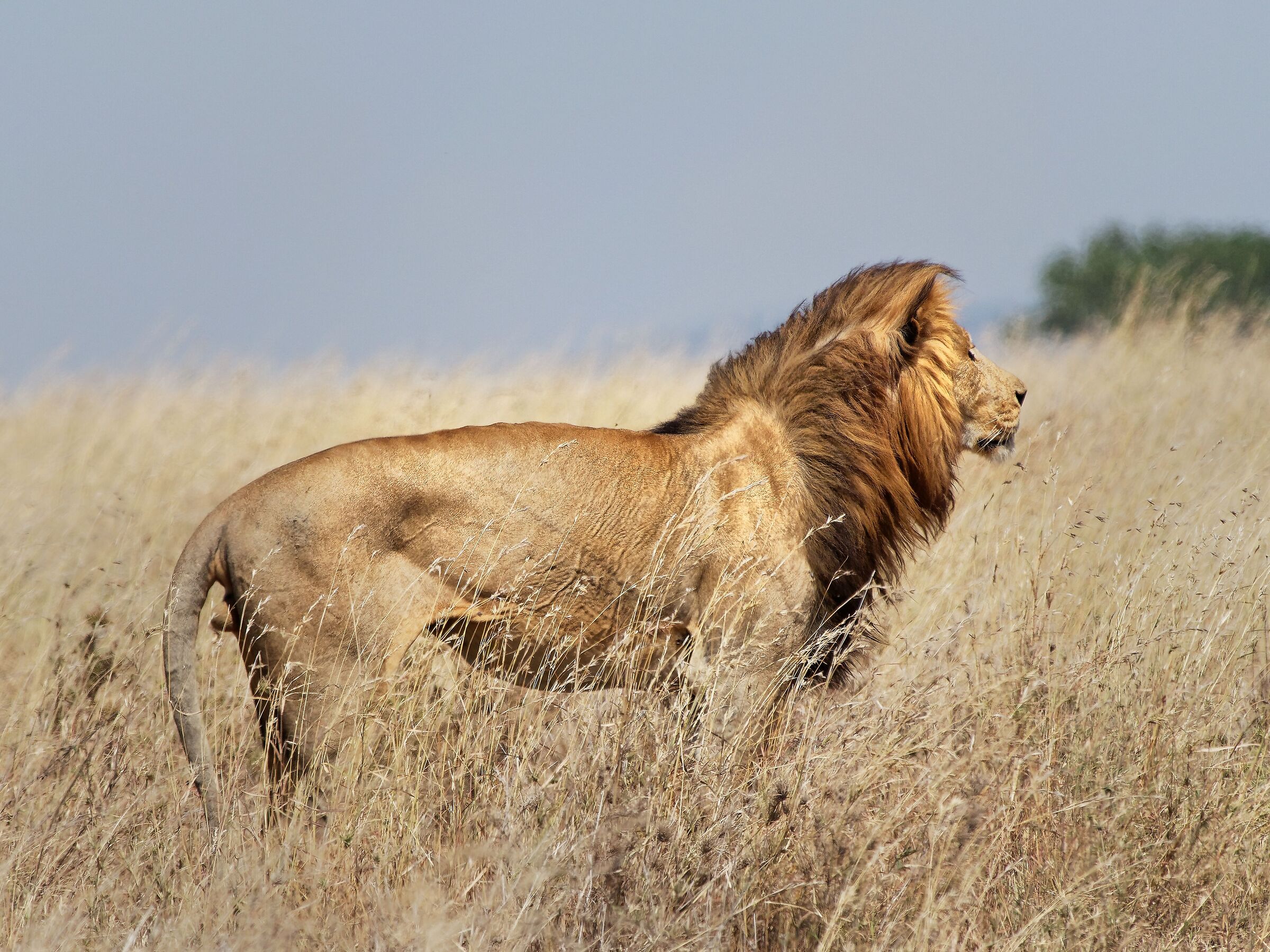 Serengeti's King
