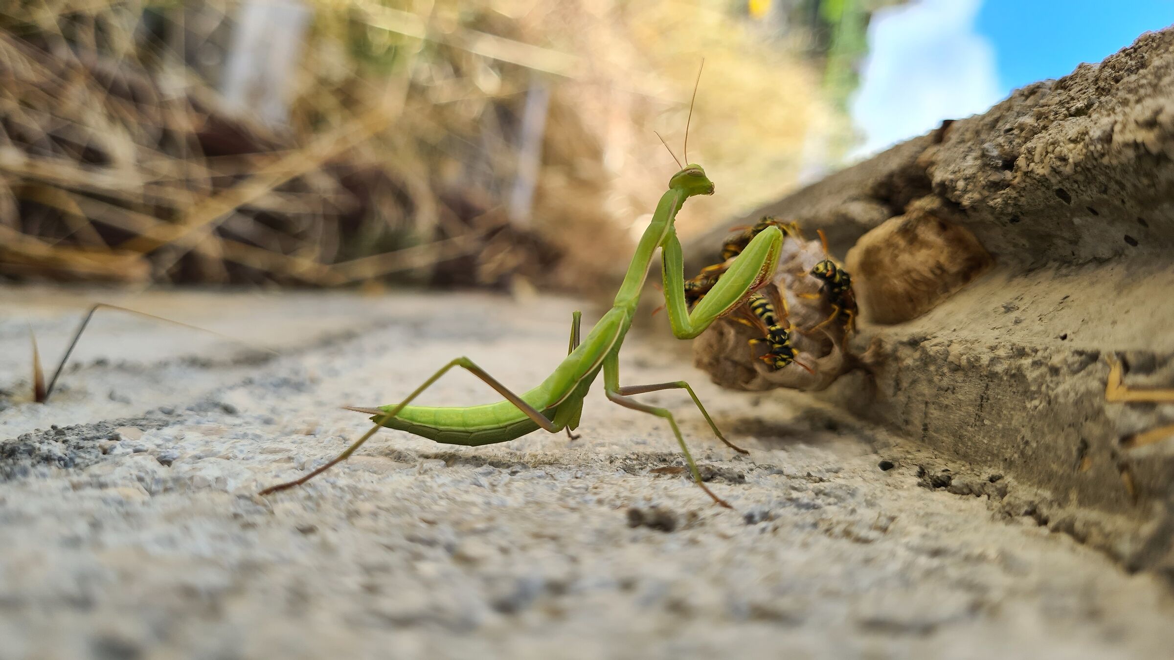 Mantis&Wasps