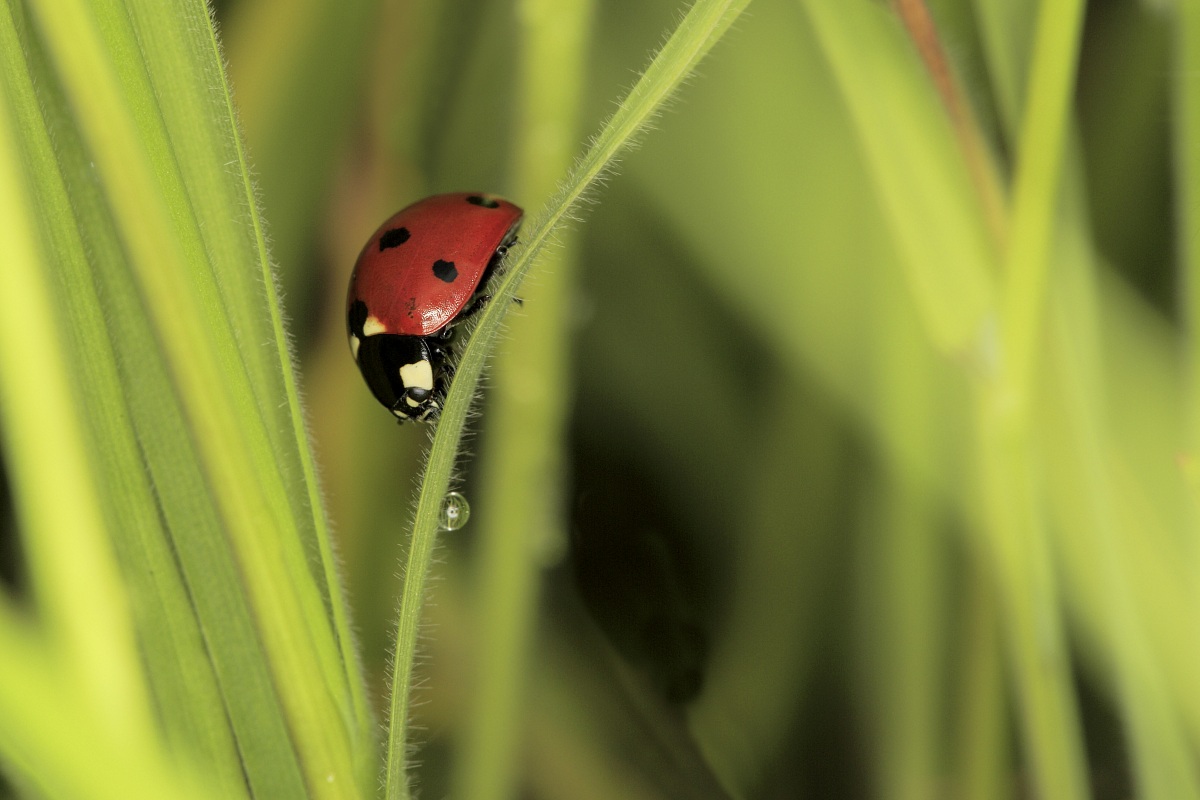 Coccinella