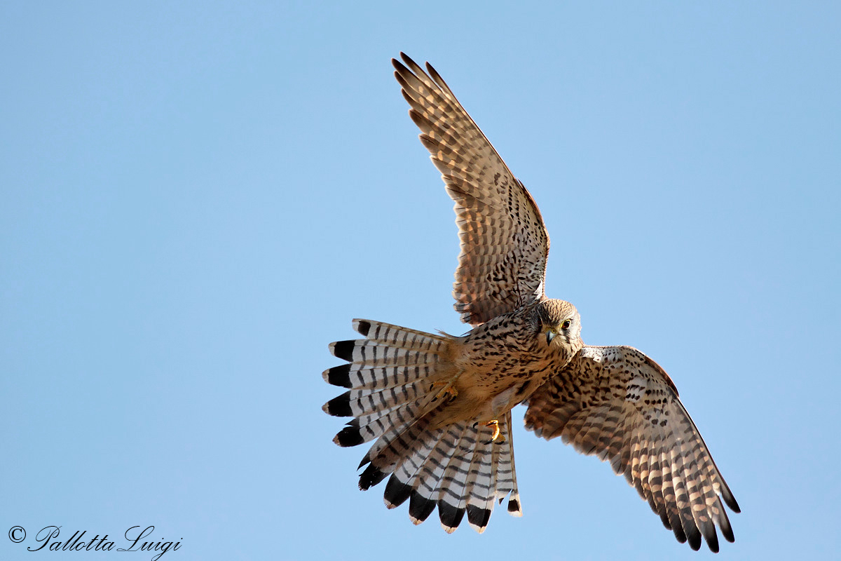 Gheppio (Falco tinnunculus)