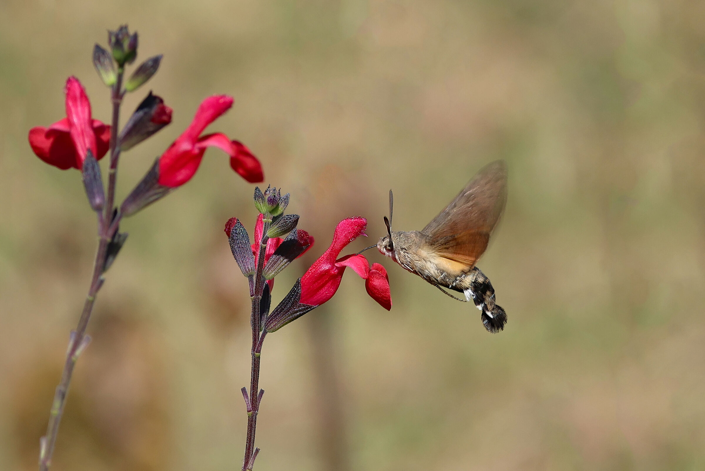 Sfinge del galio su fiore di Salvia rossa