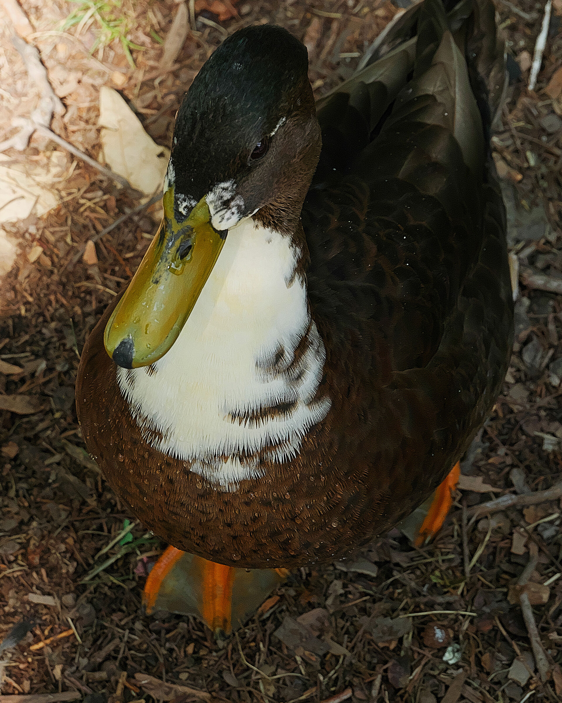 Anas platyrhynchos (Germano reale)