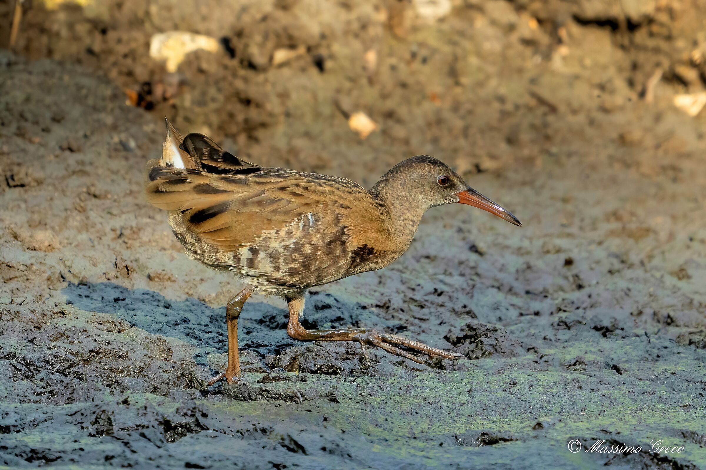 Porciglione (Rallus aquaticus)