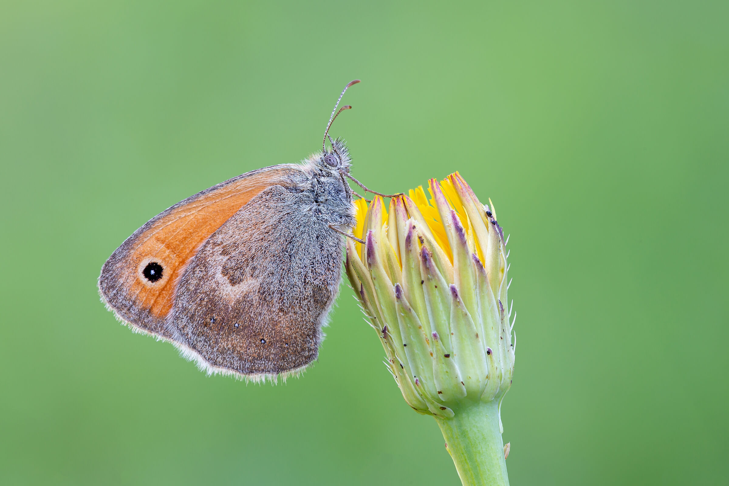 Coenonympha pamphilus