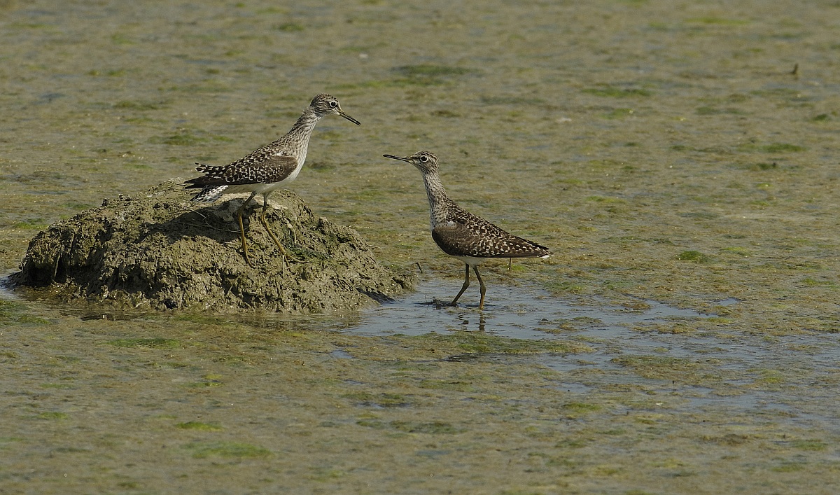 Piro piro boscherecci