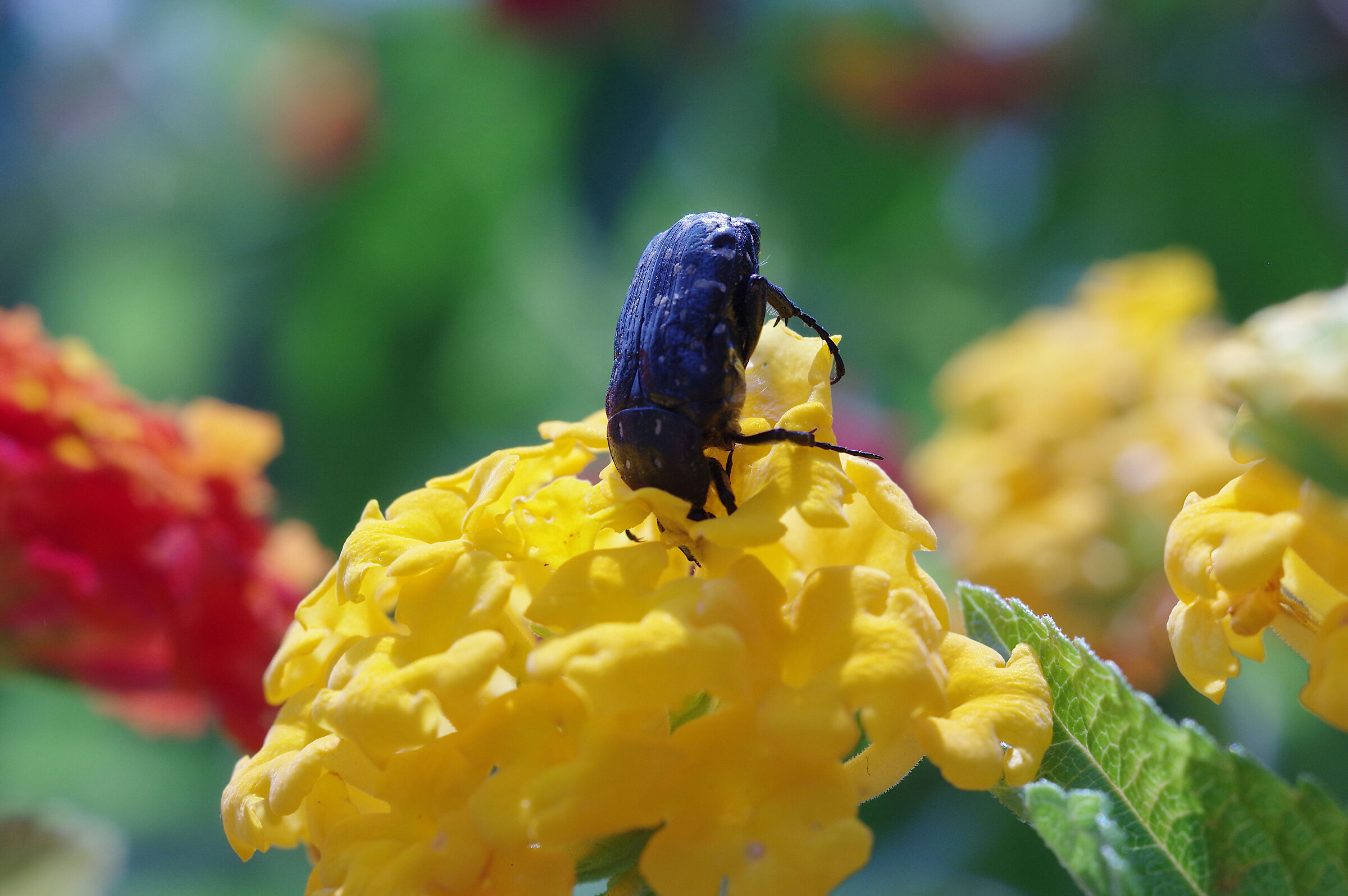 pentax k3ii m50/4 macro