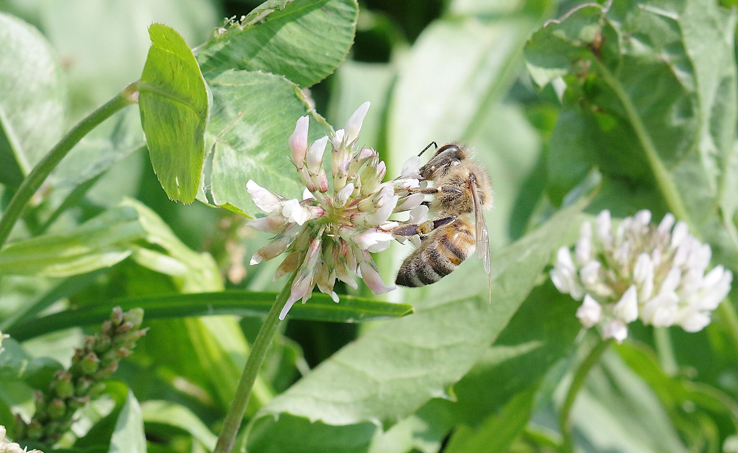 pentax k2ii m50/4 macro