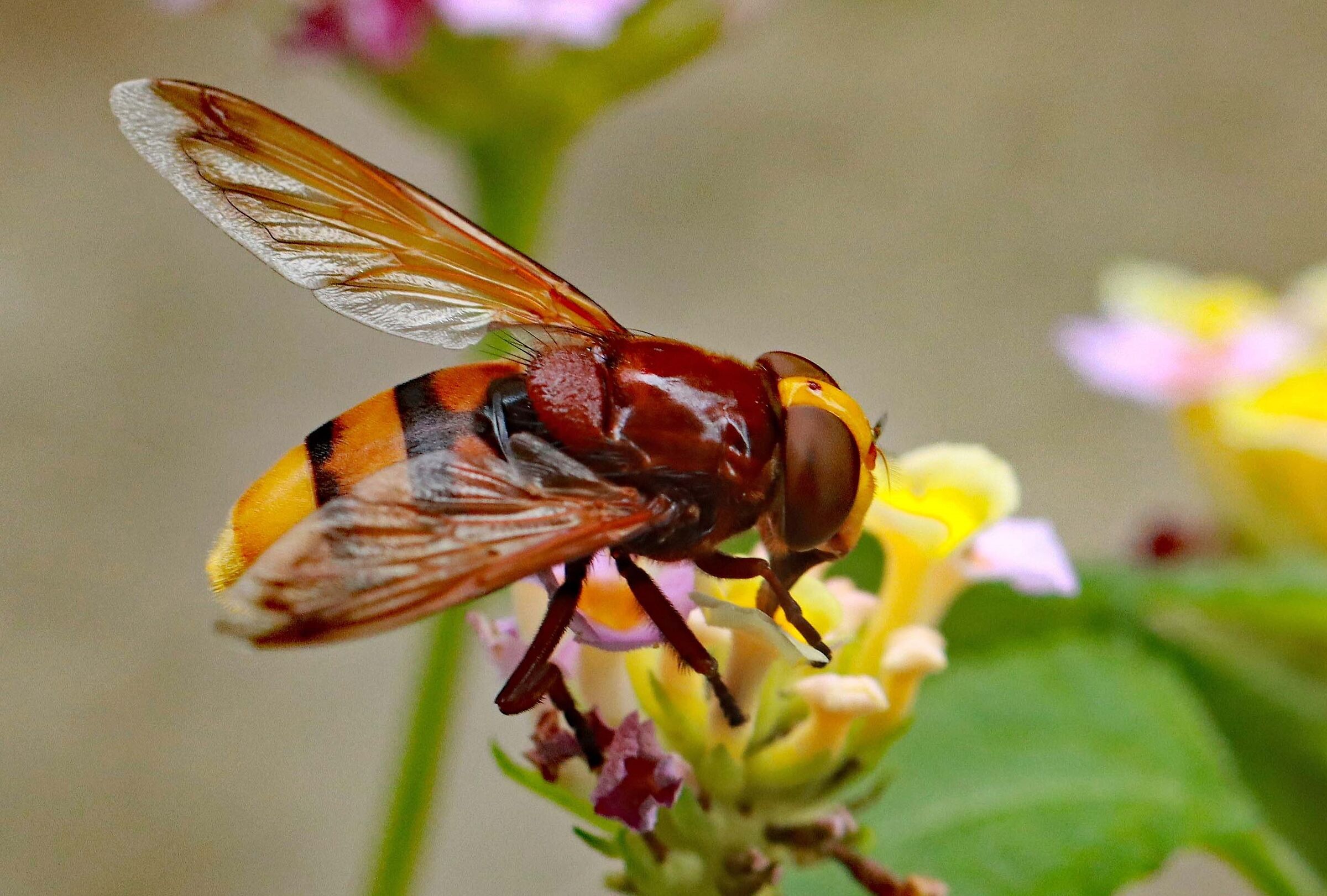 Volucella zonaria: mosca che imita il calabrone europeo