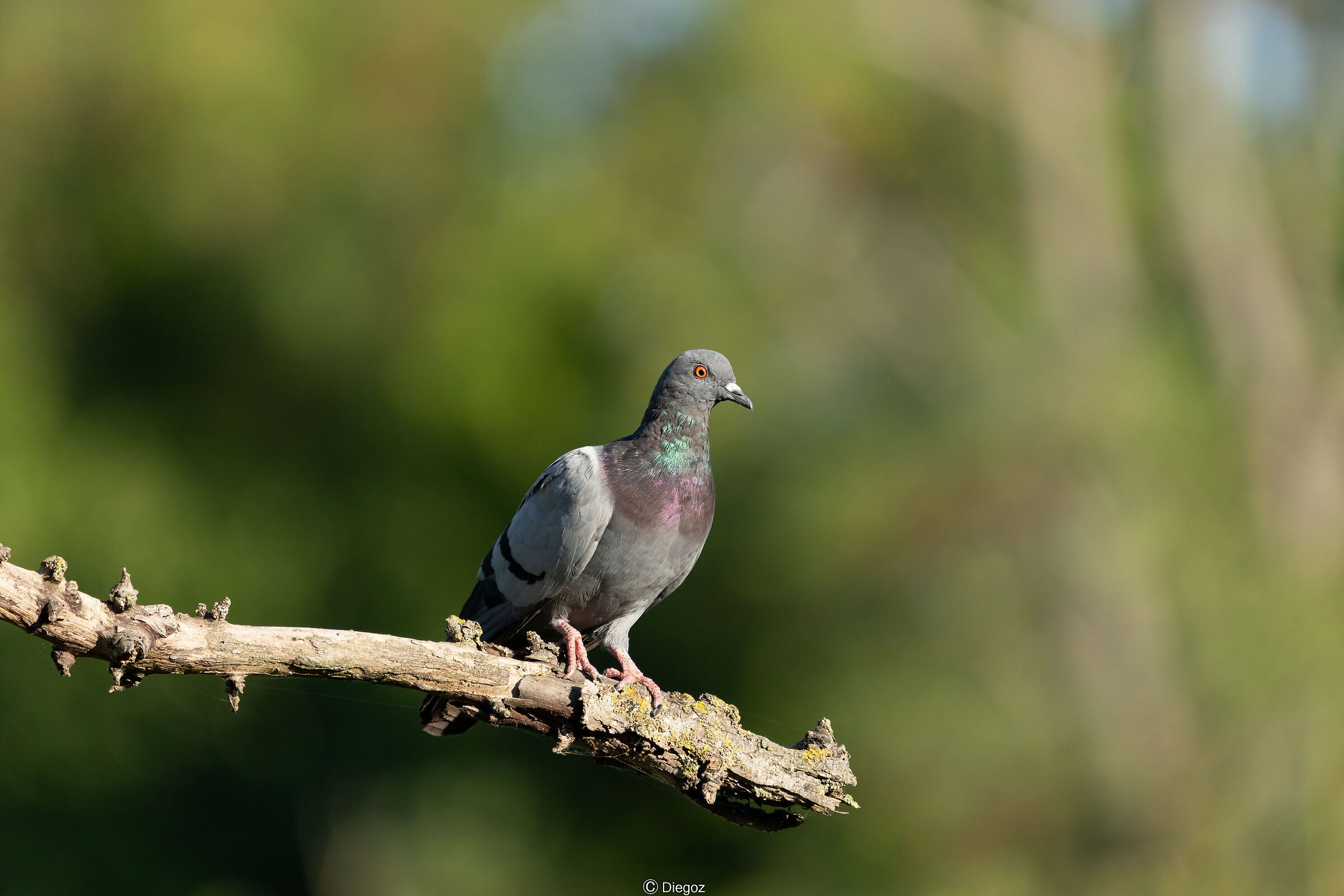 sguardi svegli e magnetici :D