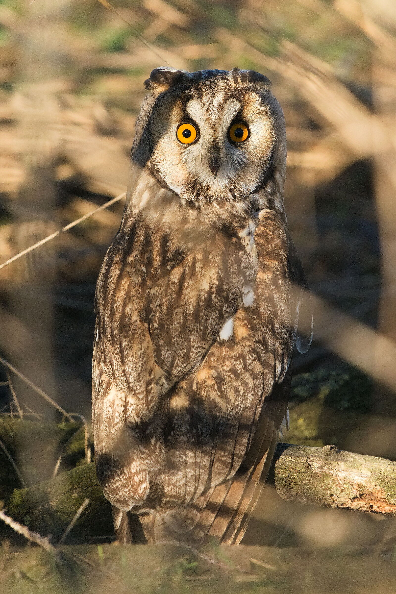 Long-eared owl