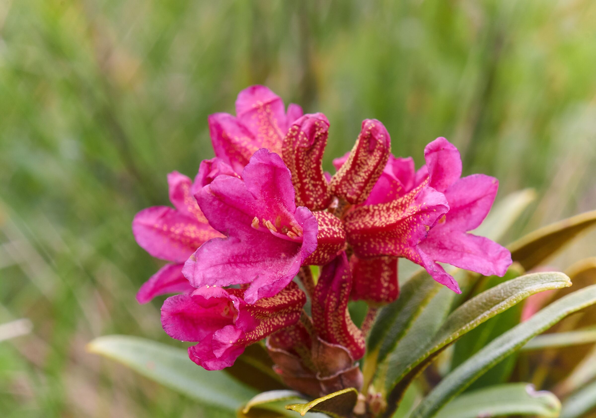 Rhododendron