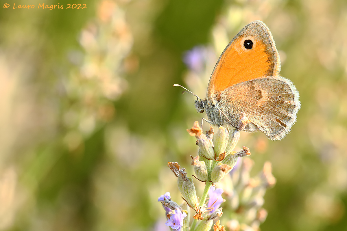 Ninfa minore - (Coenonympha pamphilus)