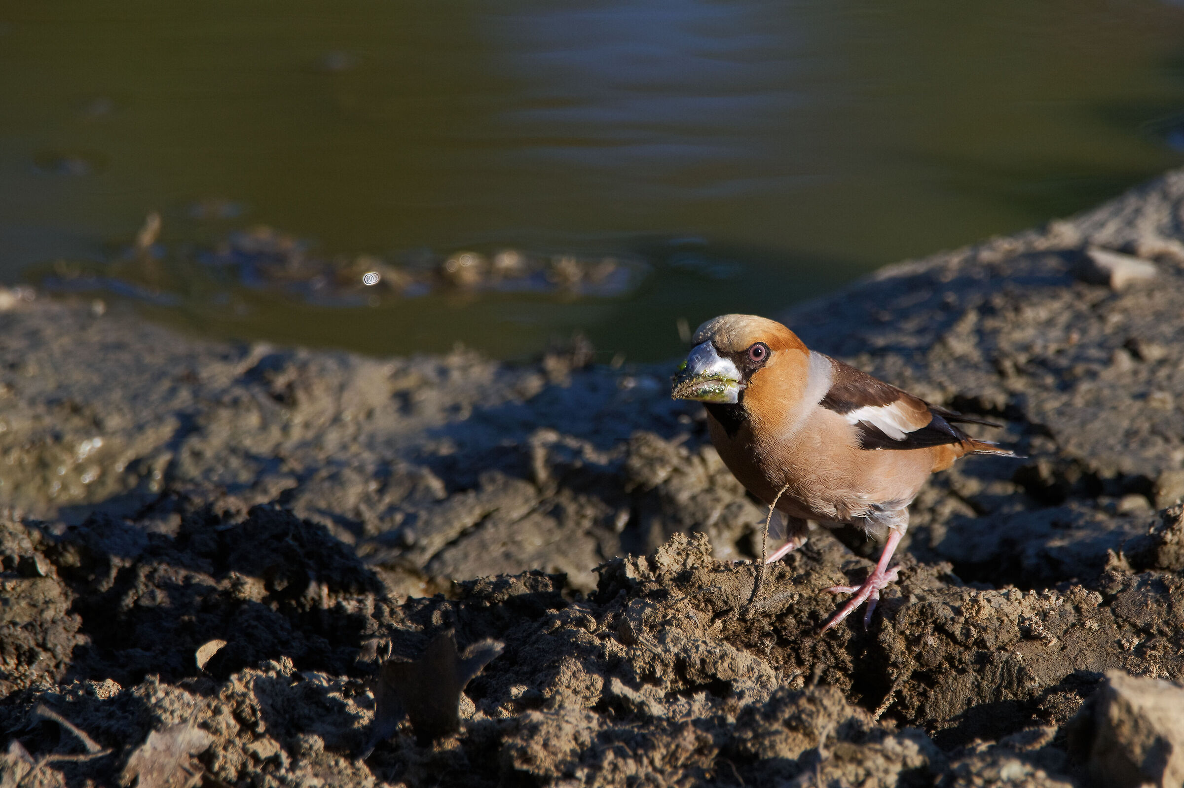 Hawfinch