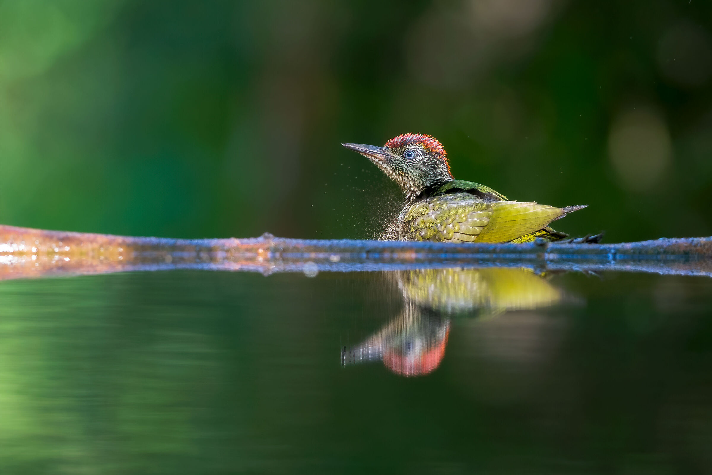 Green wood-pecker in the light