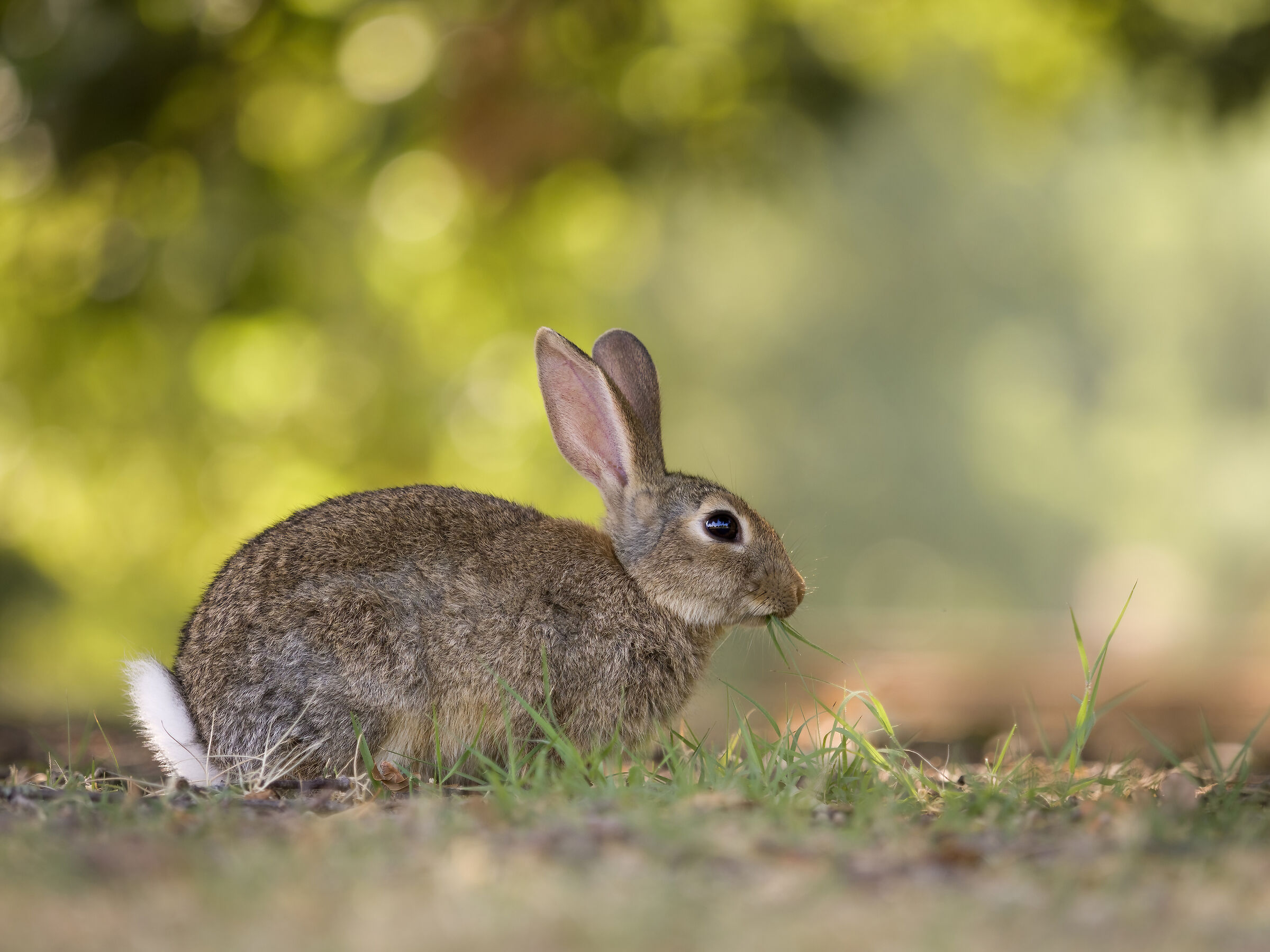 I would like to be a rabbit in Forlì 2