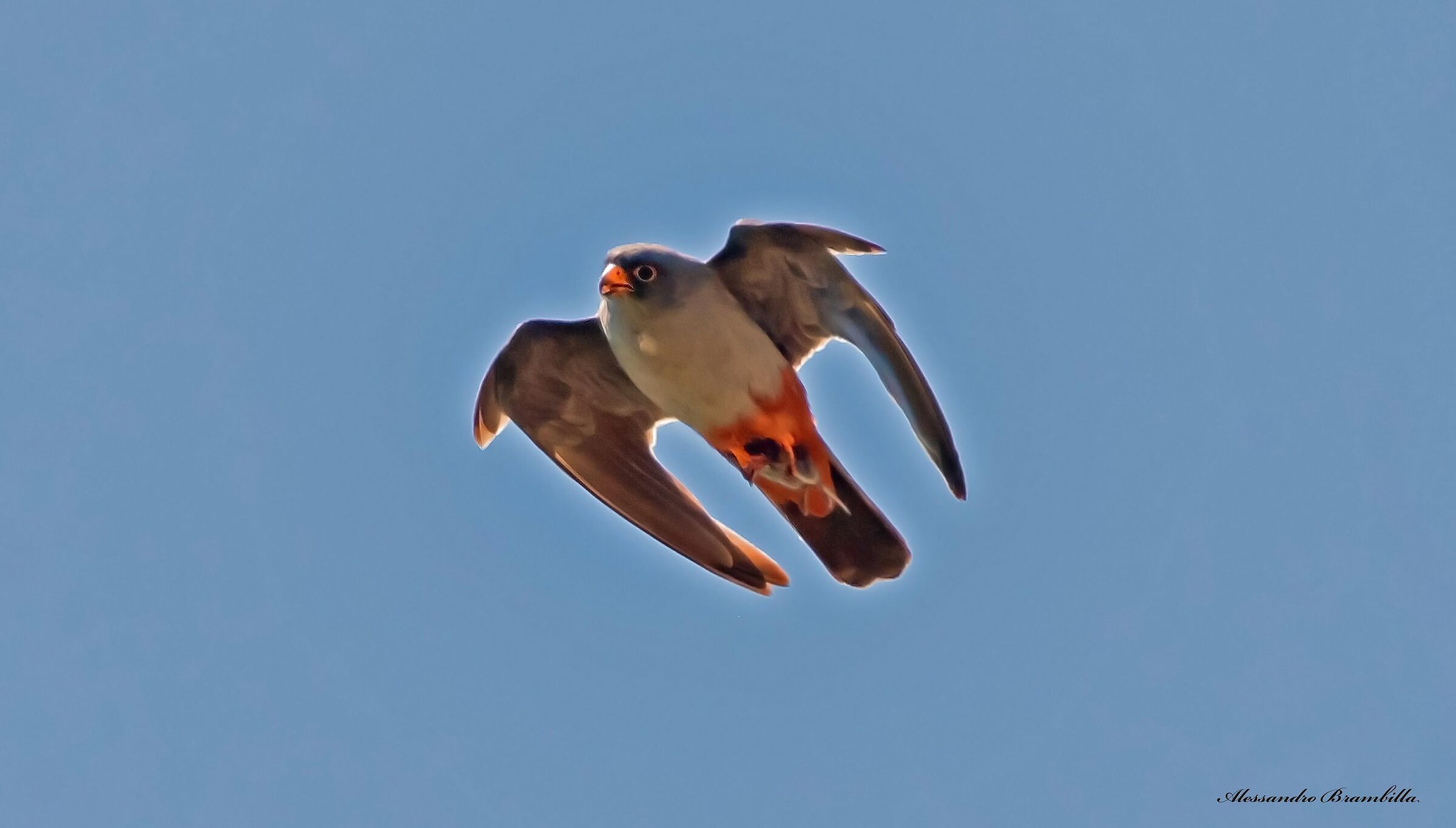 Cuckoo falcon