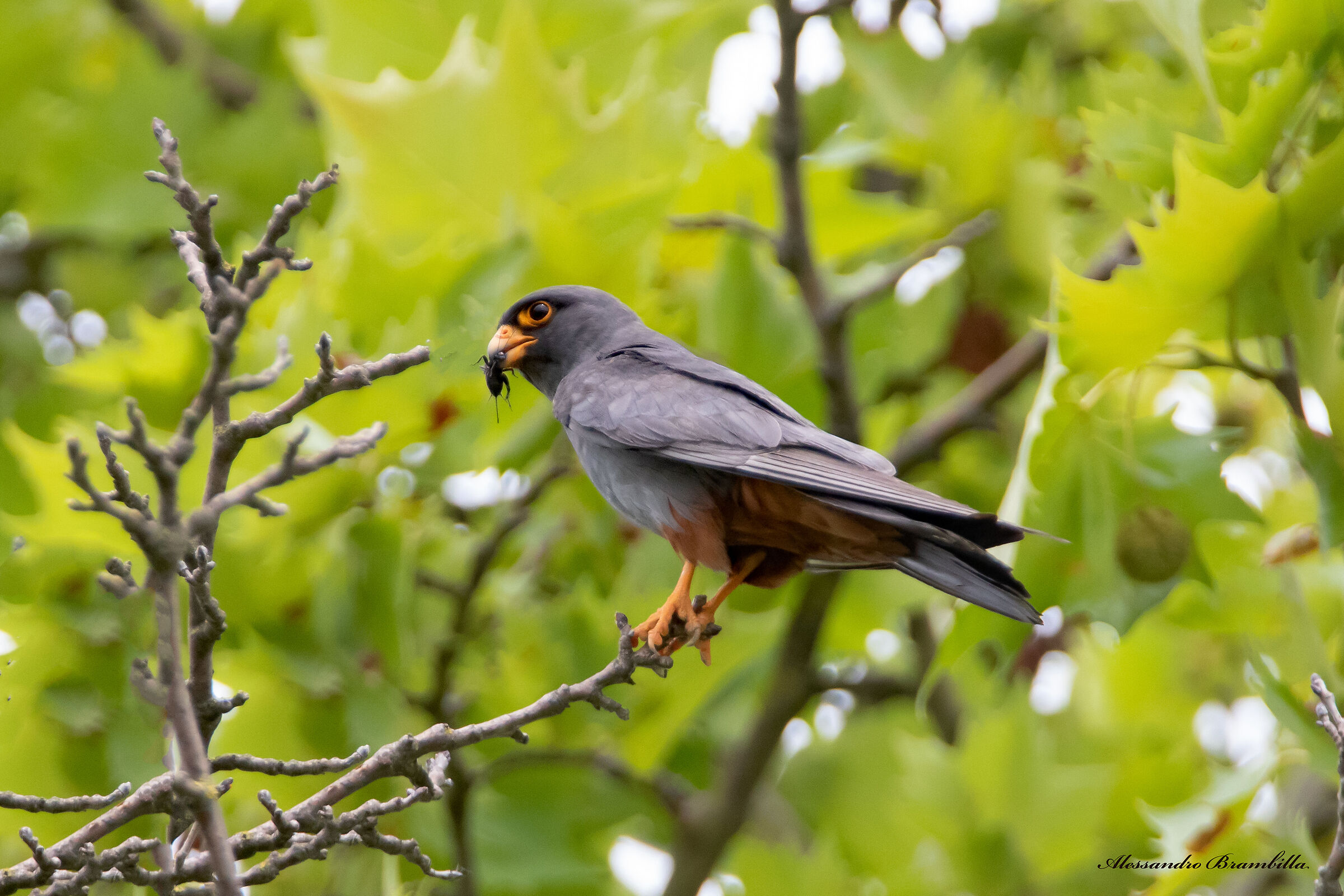 Cuckoo falcon