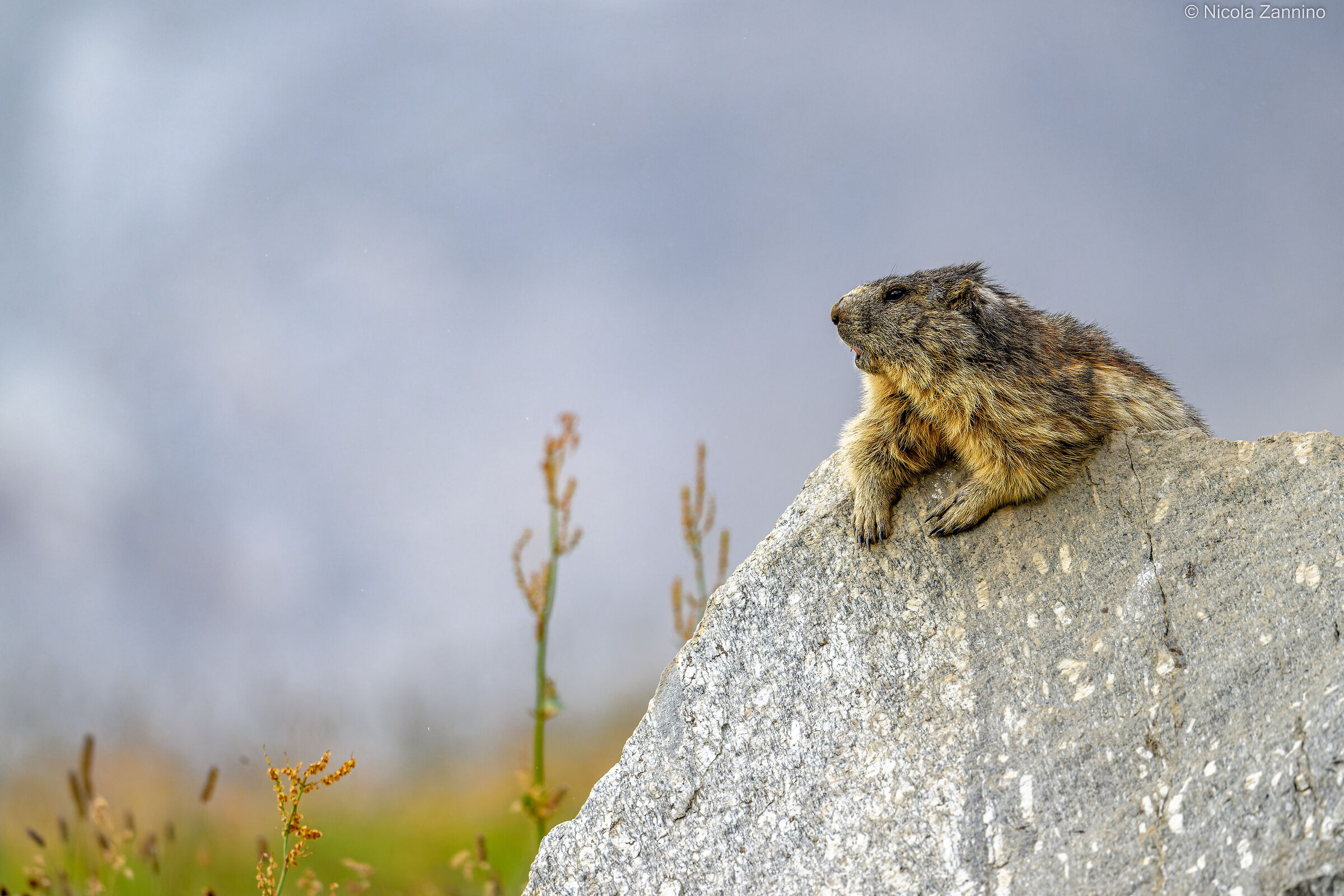 Marmotta del Gran Paradiso