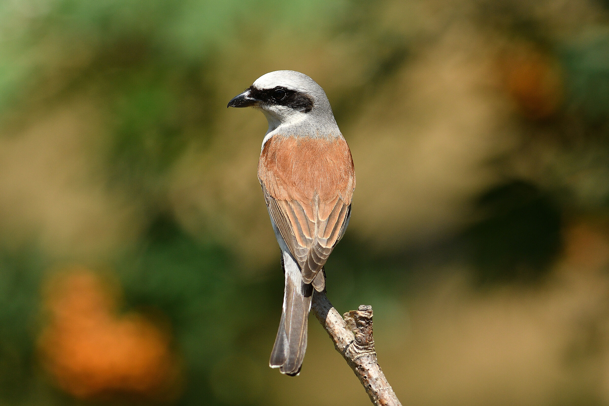 Red-backed shrike..
