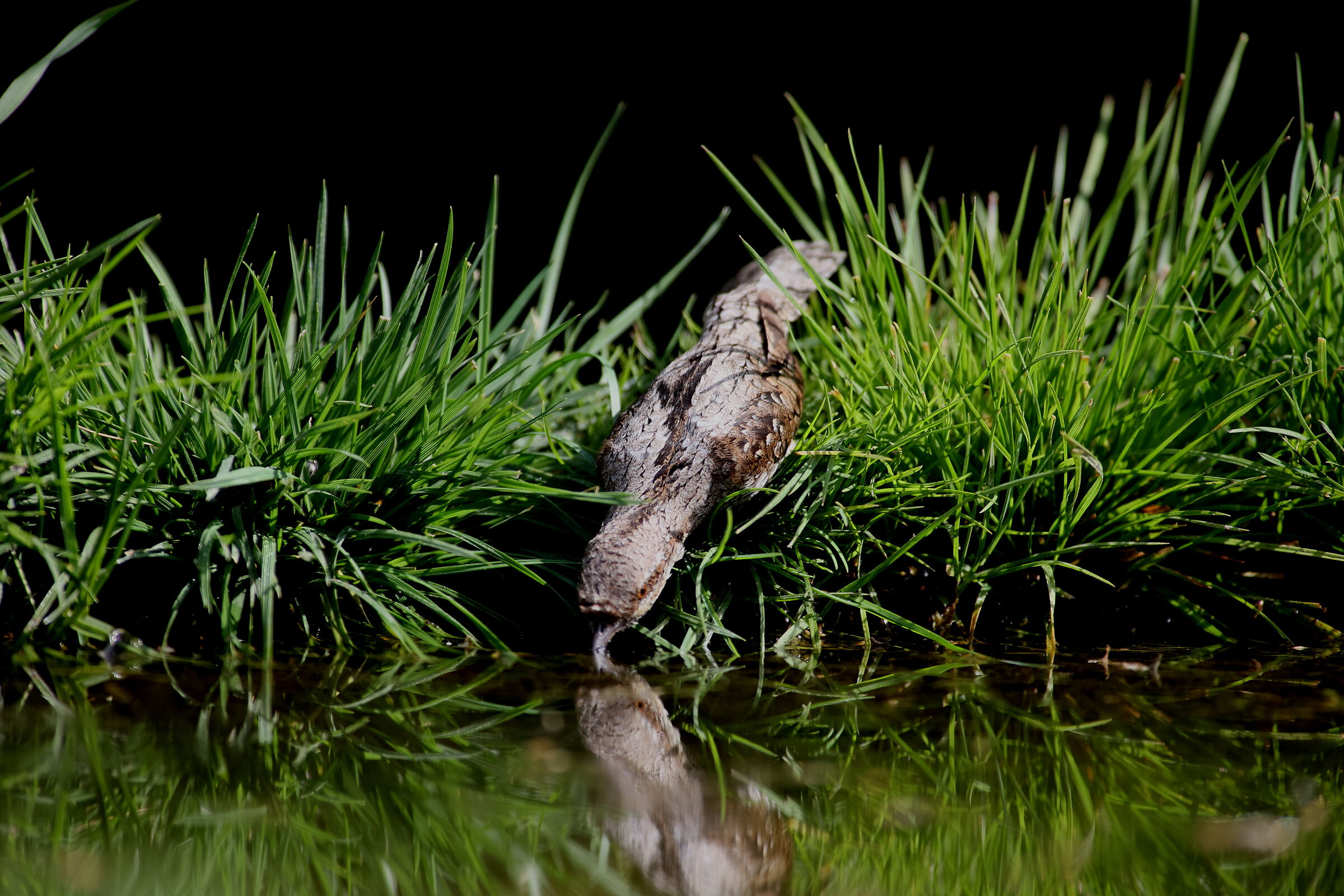 torcicollo all'abbeverata