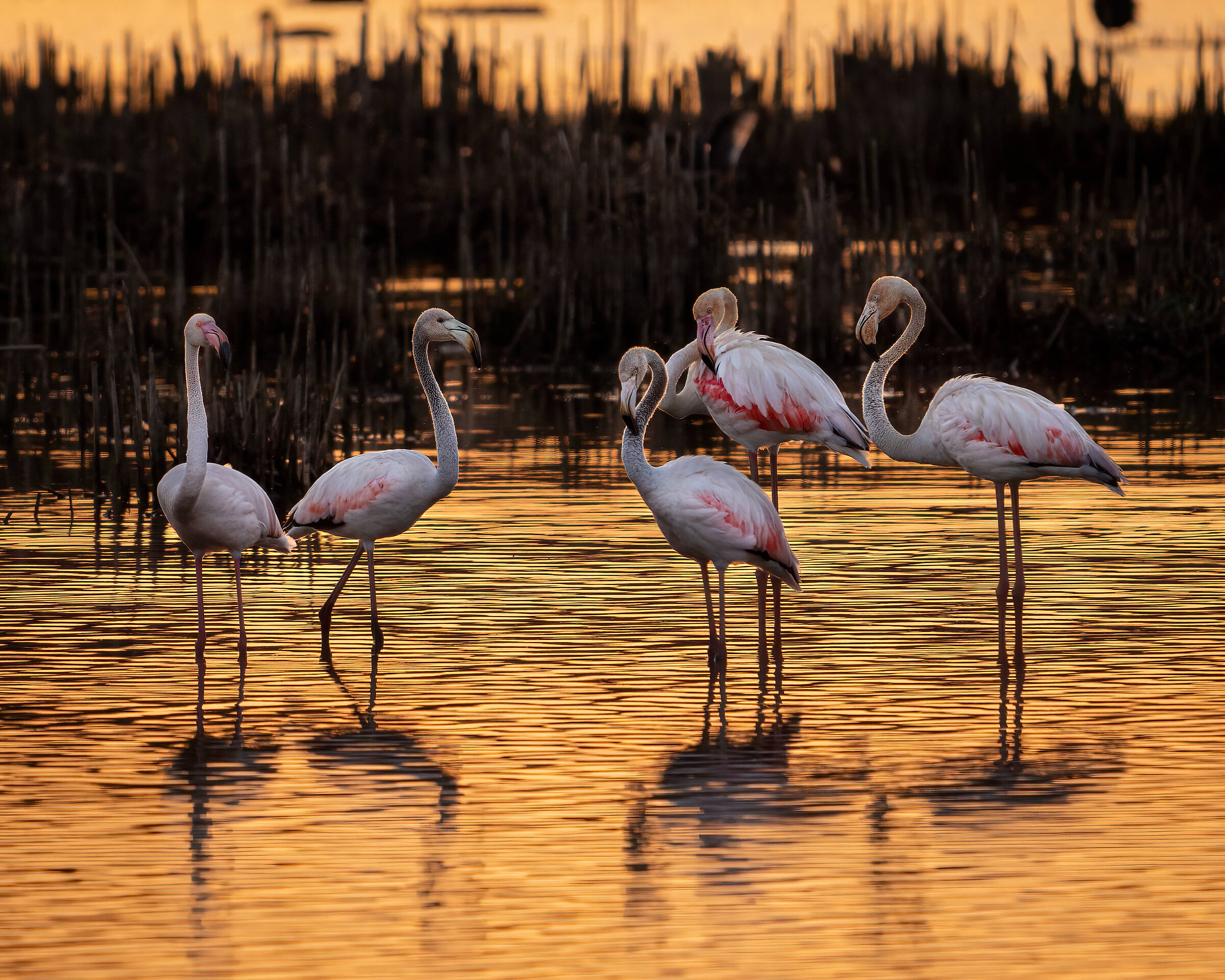 Sunbathing for flamingos
