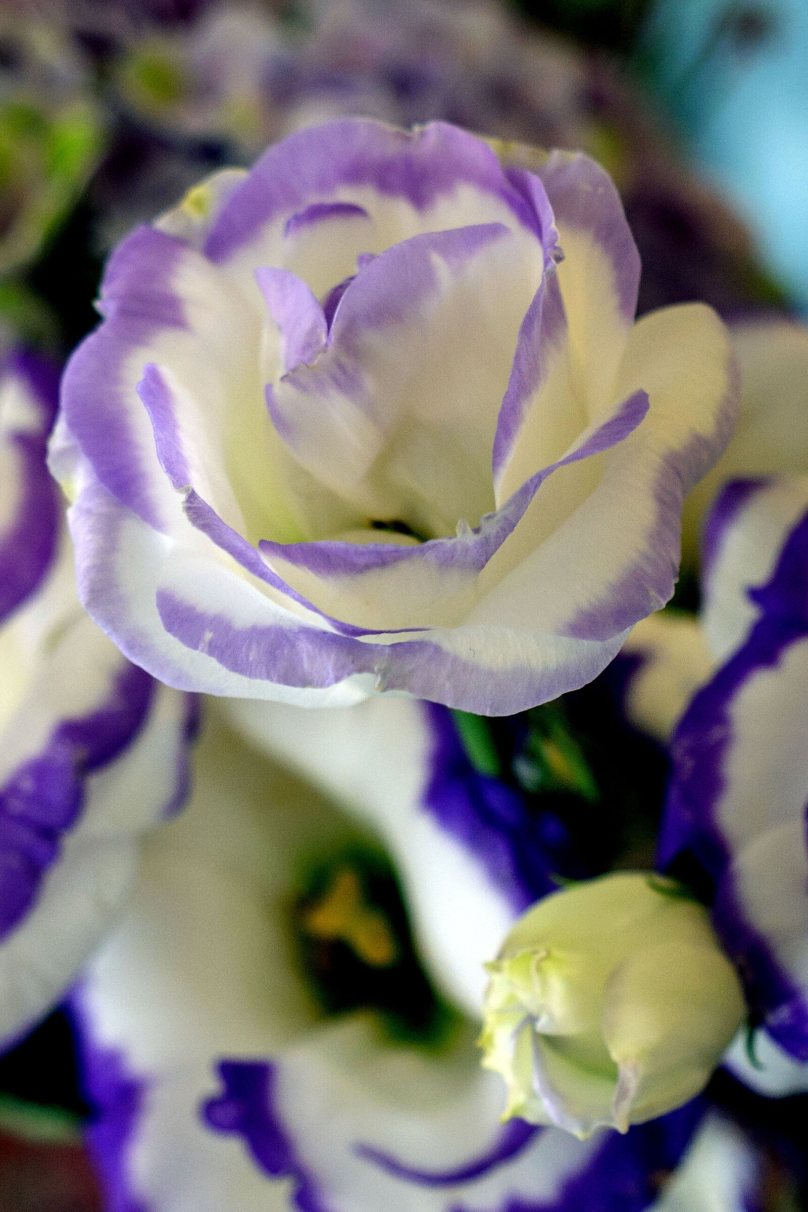 flowers for birthday