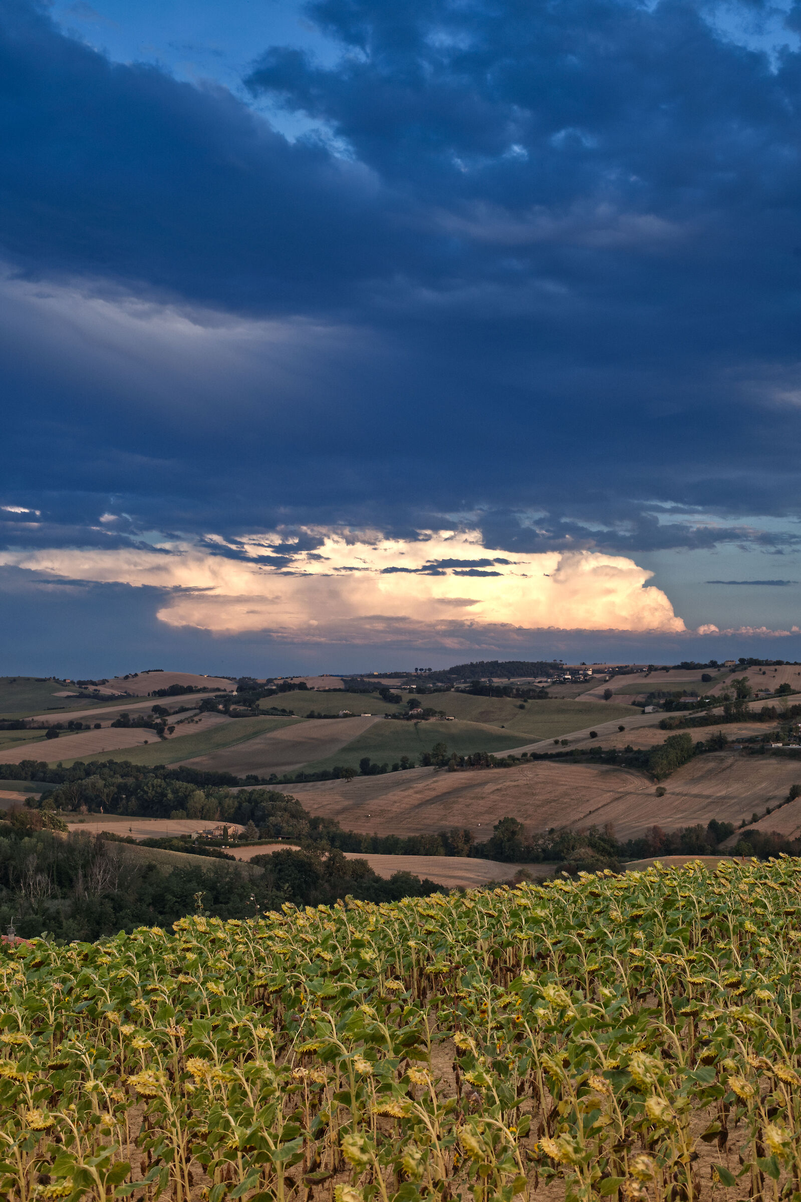 Sunset on sunflowers