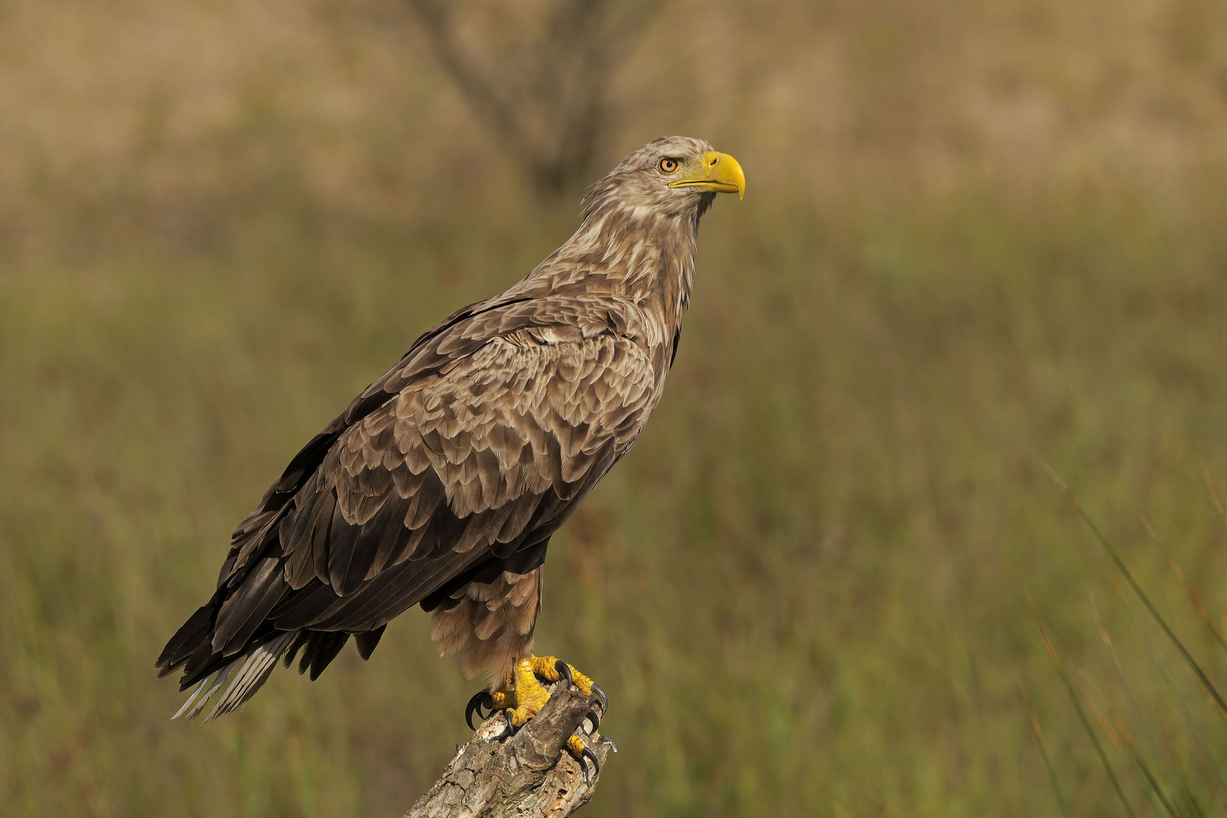 White-tailed sea eagle