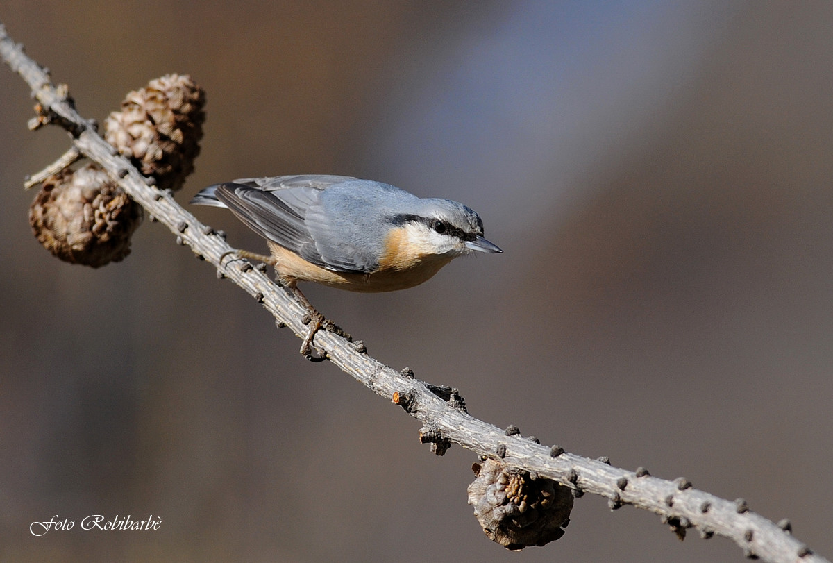 Picchio muratore........