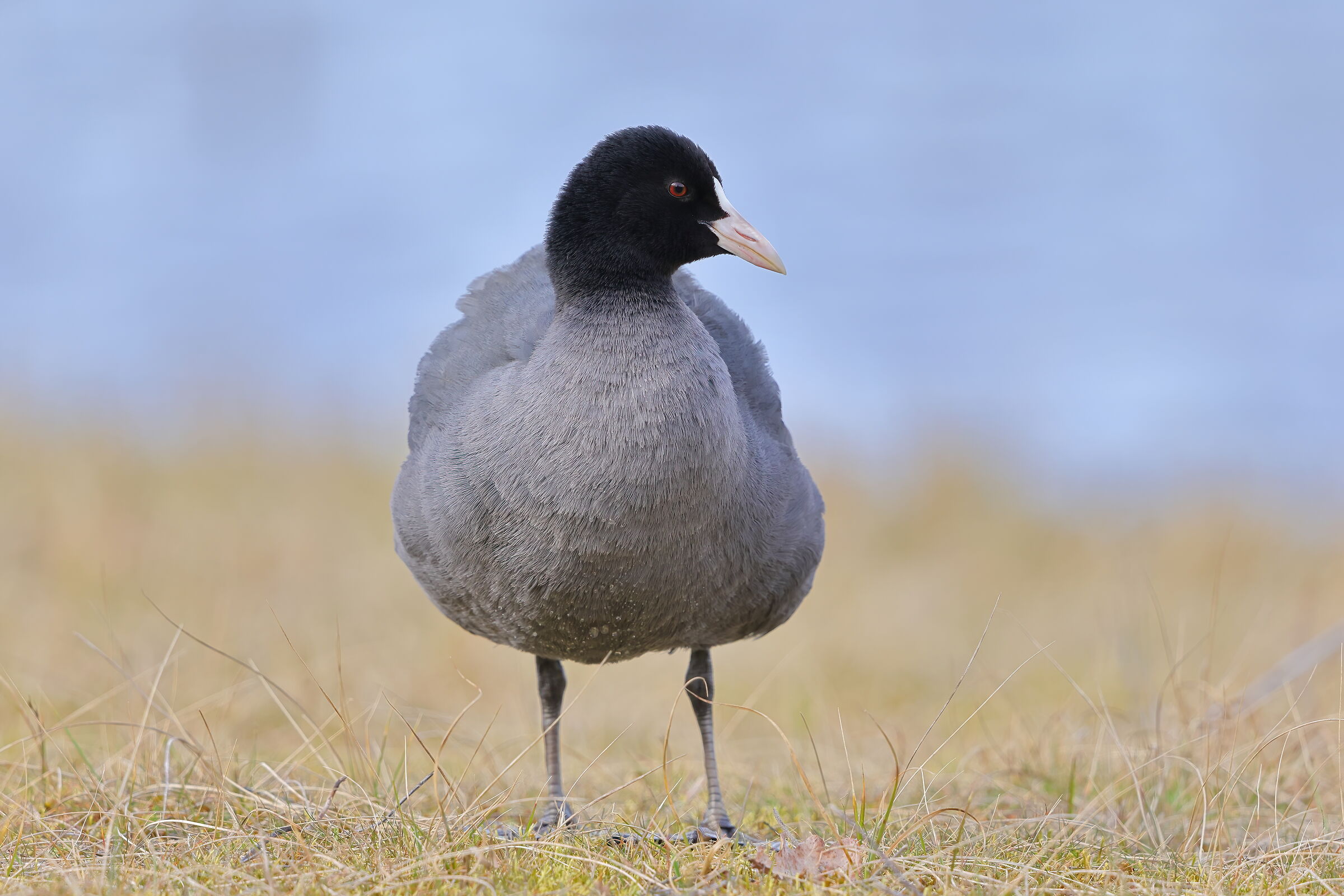 a coot