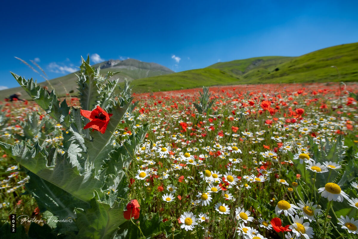 Poppies