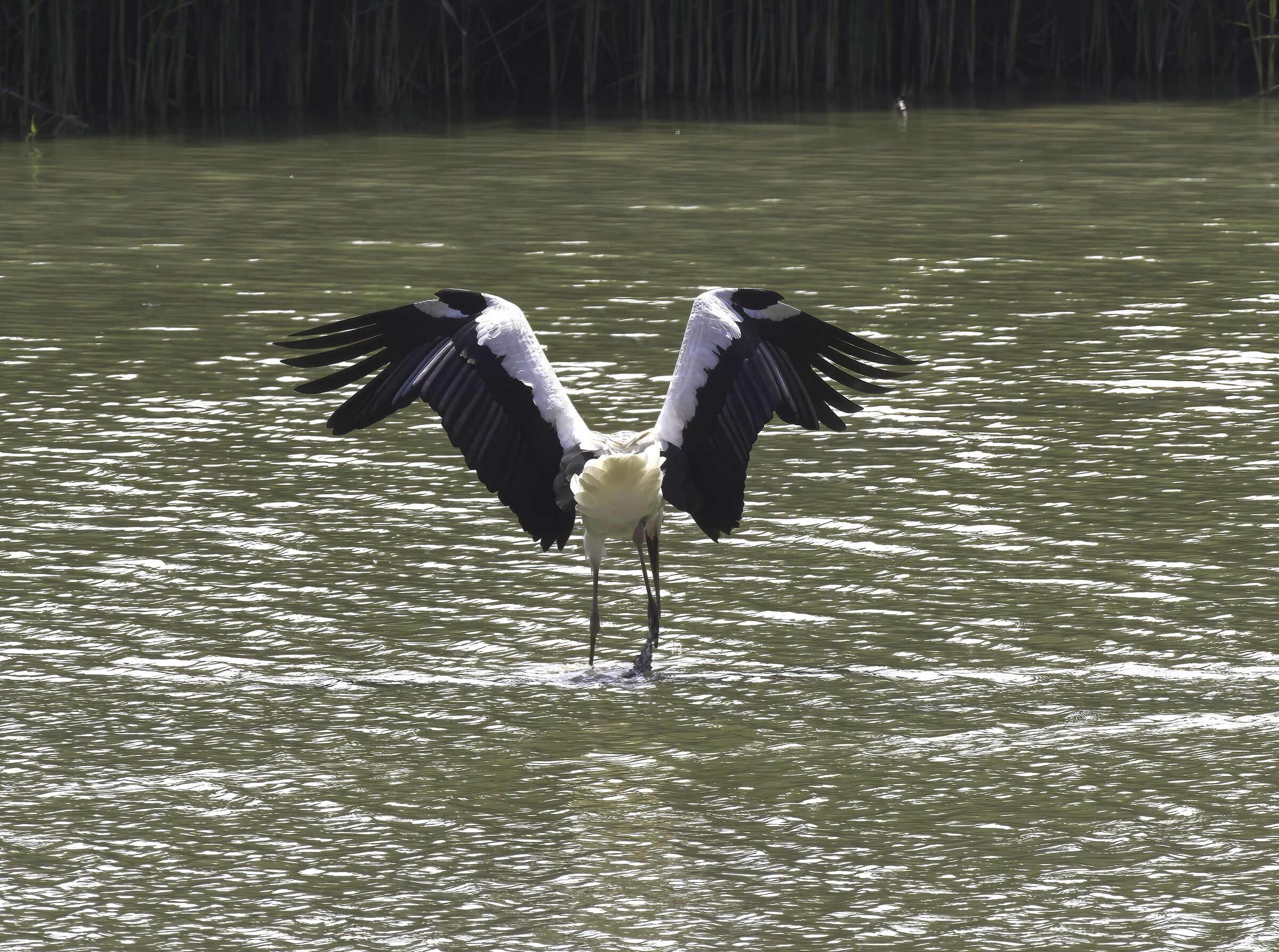 La cicogna si sgranchisce